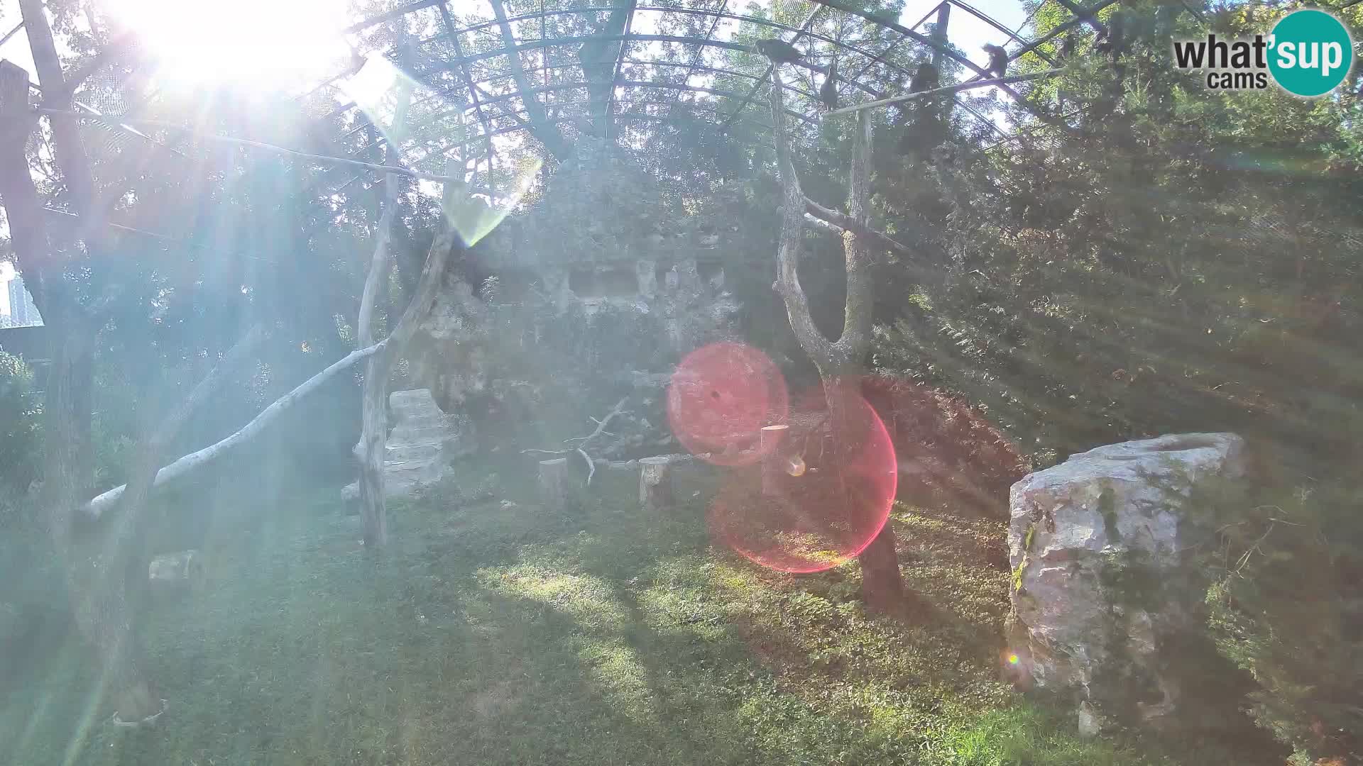 Webcam Vautour fauve – Zoo de Zagreb en direct