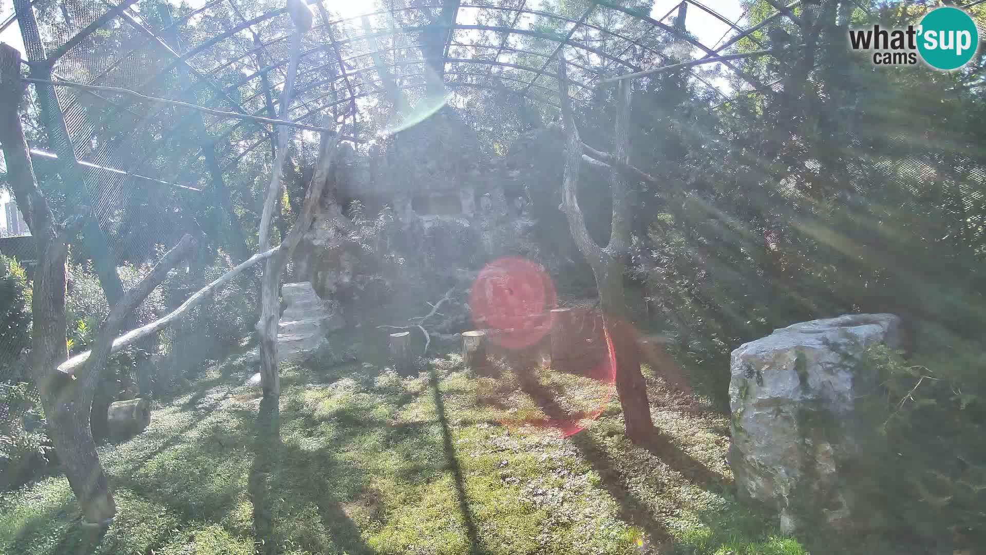 Gyps Webcam – Zagreb Zoo Live