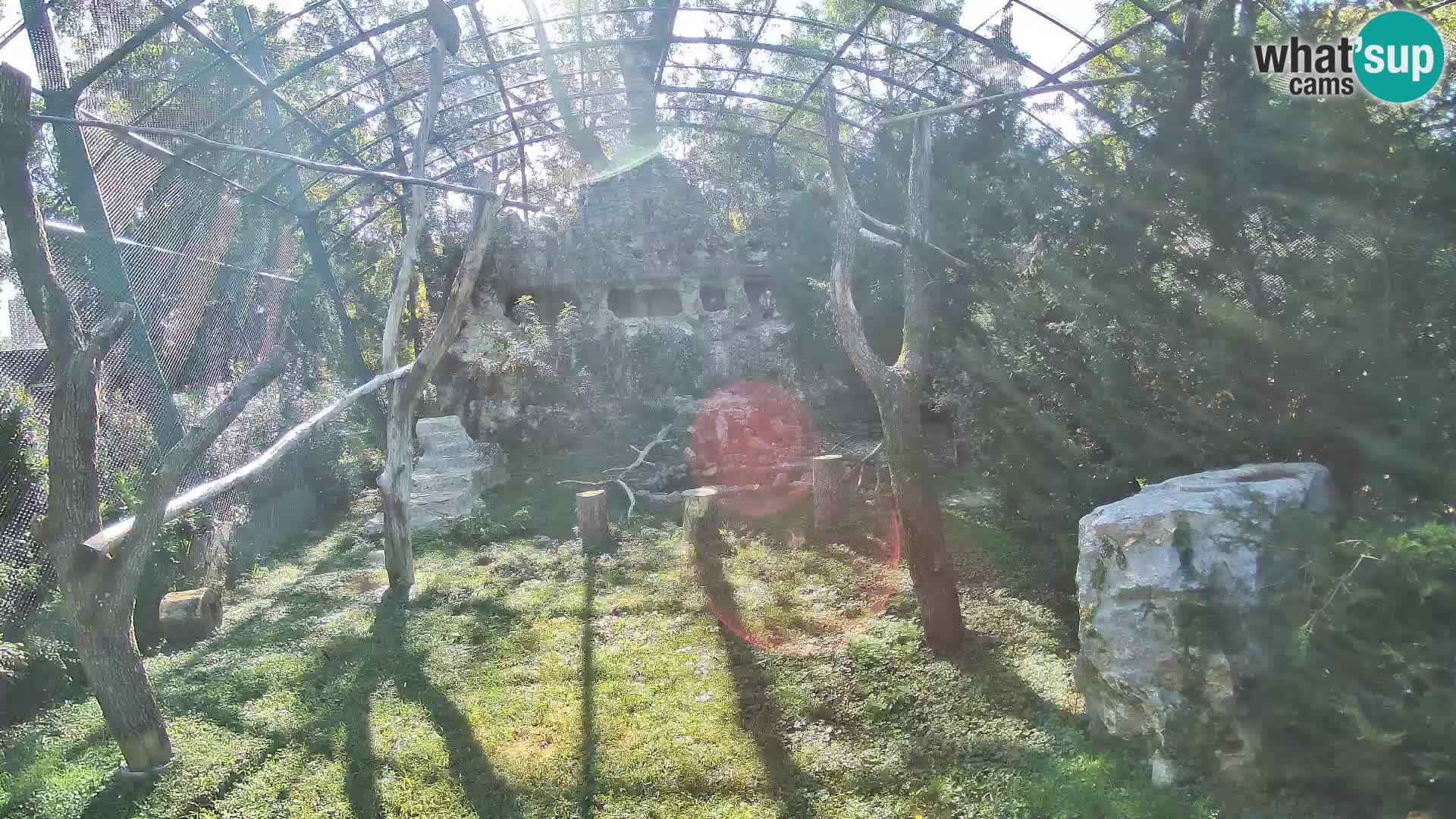 Gyps Webcam – Zagreb Zoo Live