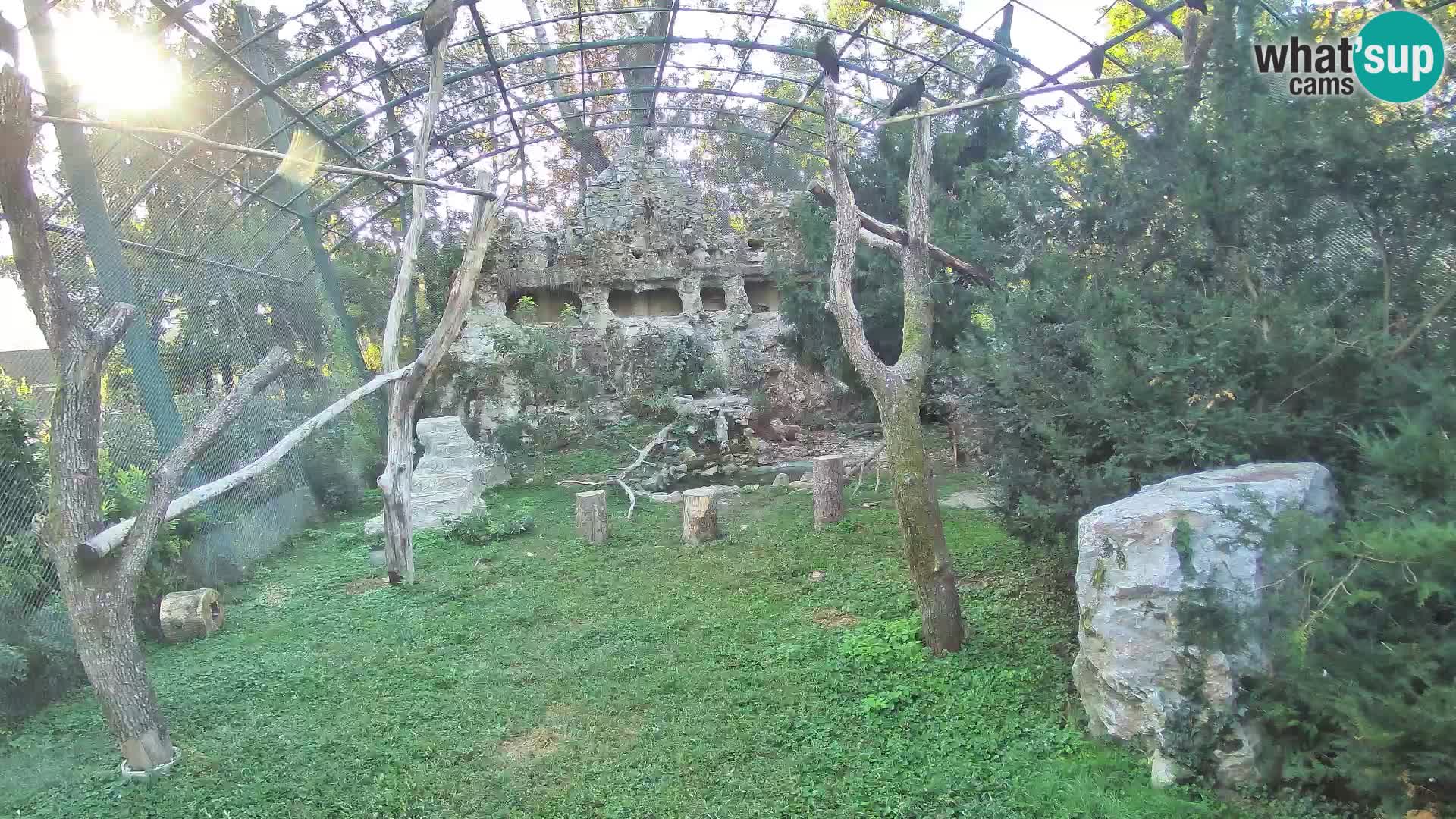 Gyps Webcam – Zagreb Zoo Live