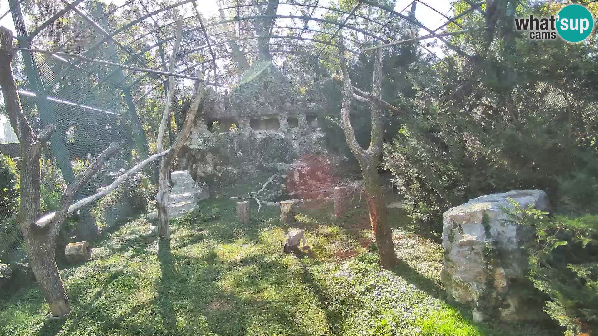 Gyps Webcam – Zagreb Zoo Live