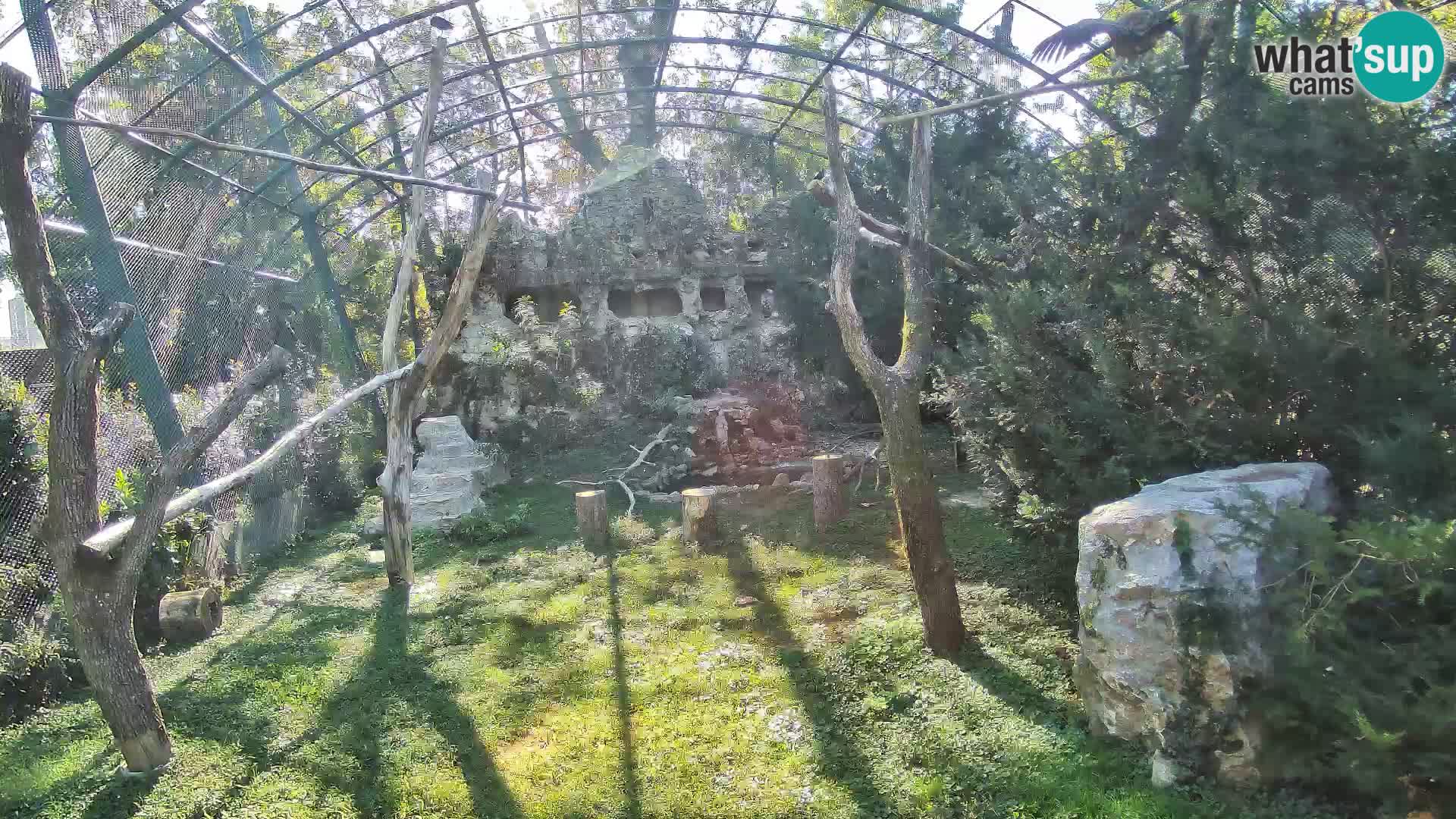 Gyps Webcam – Live aus dem Zoo Zagreb