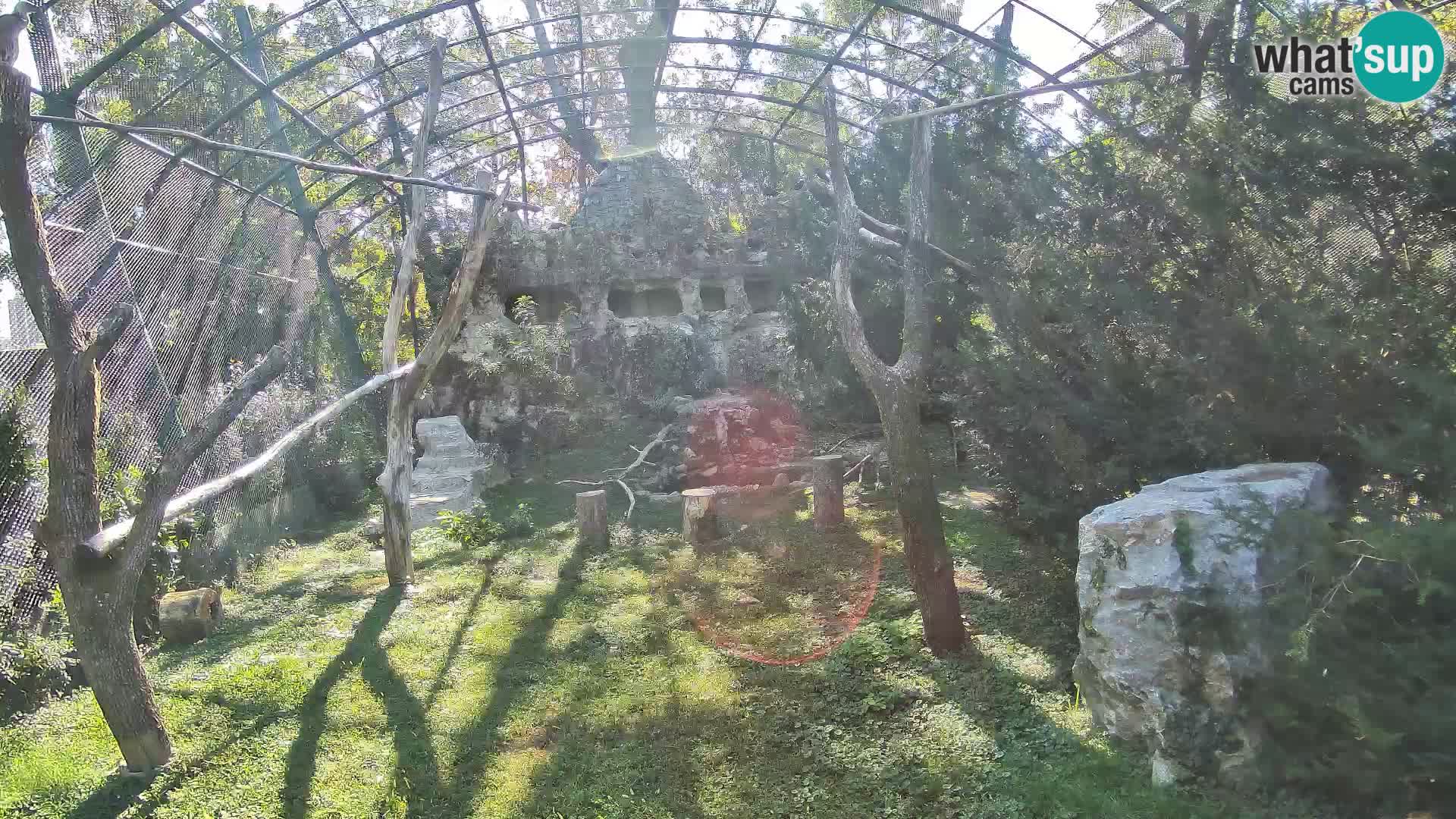 Gyps Webcam – Live aus dem Zoo Zagreb