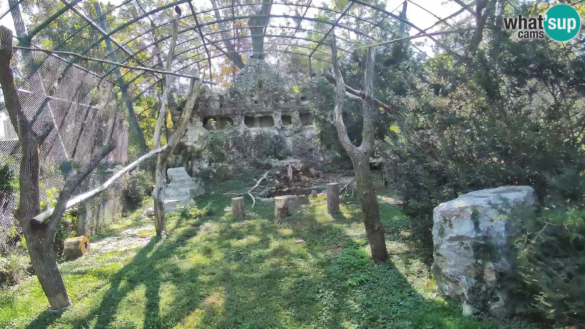 Gyps Webcam – Zagreb Zoo Live