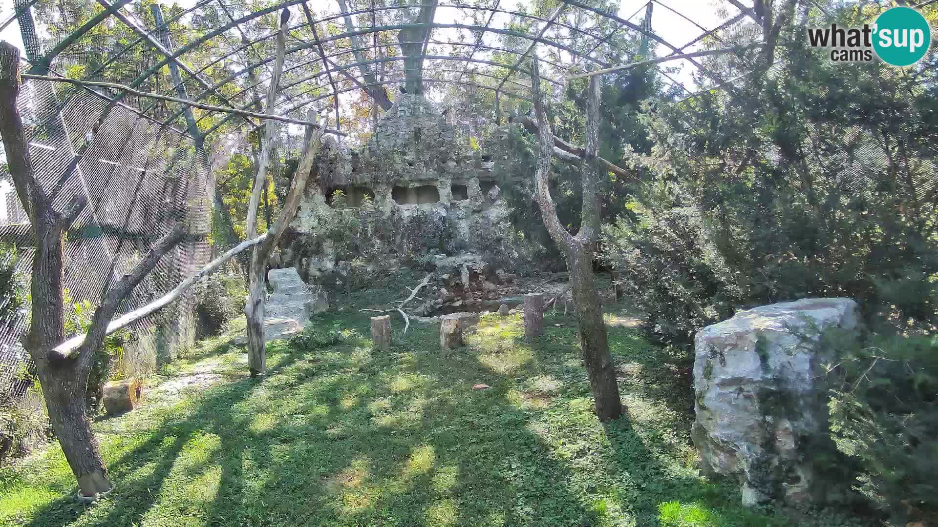 Gyps Webcam – Zagreb Zoo Live