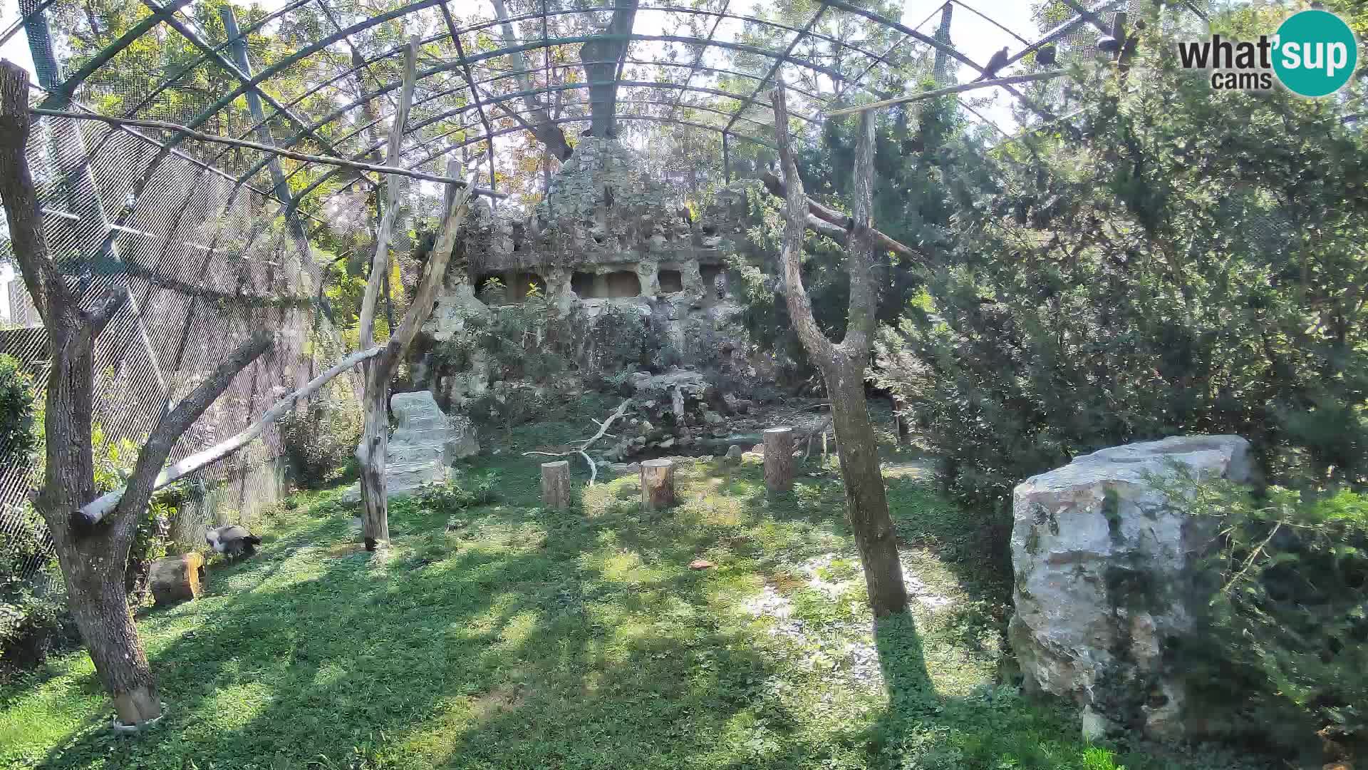 Gyps Webcam – Zagreb Zoo Live