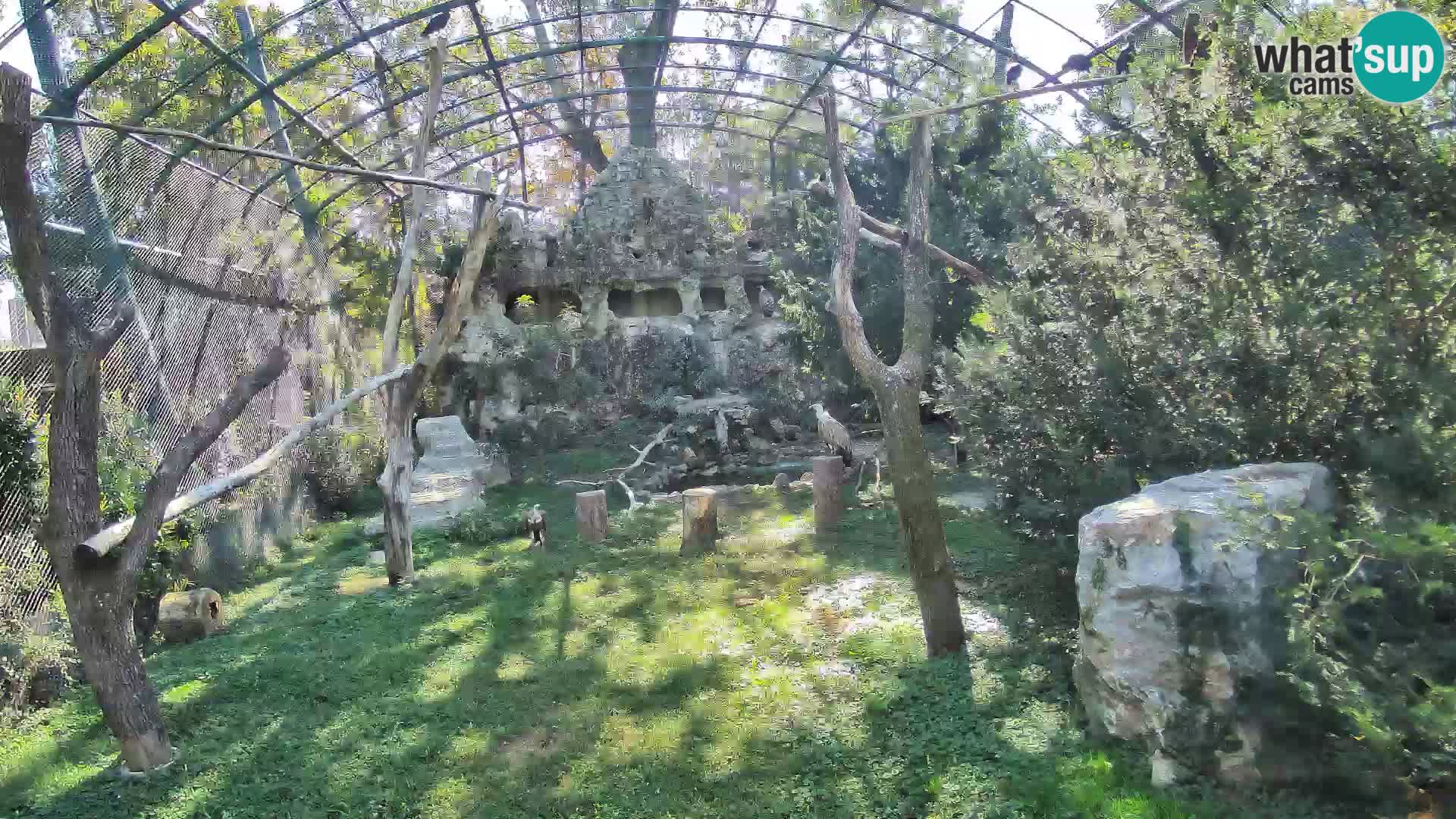 Gyps Webcam – Zagreb Zoo Live