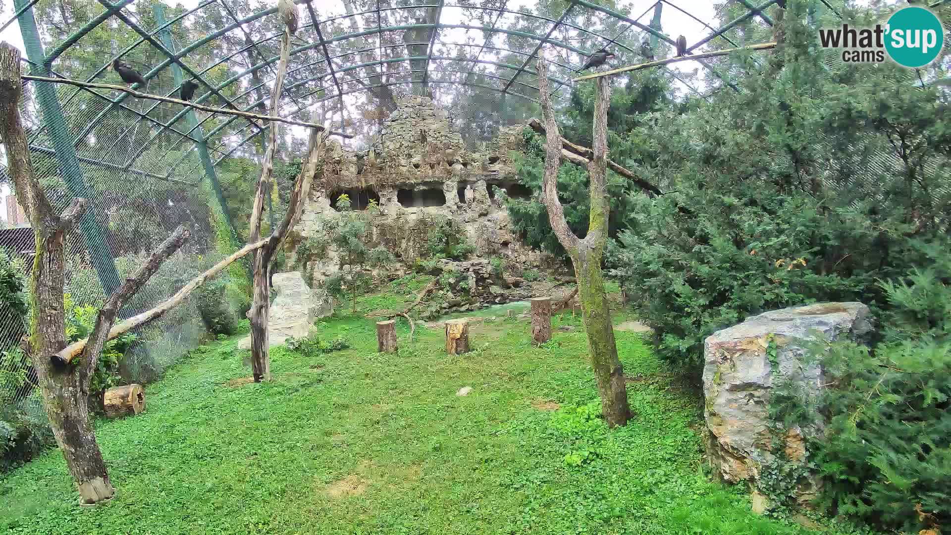 Gyps Webcam – Zagreb Zoo Live