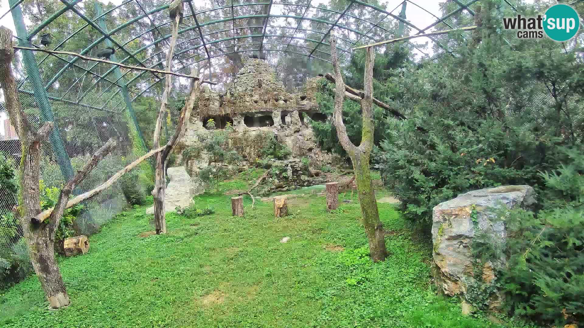 Webcam Grifone – Zoo di Zagabria in diretta