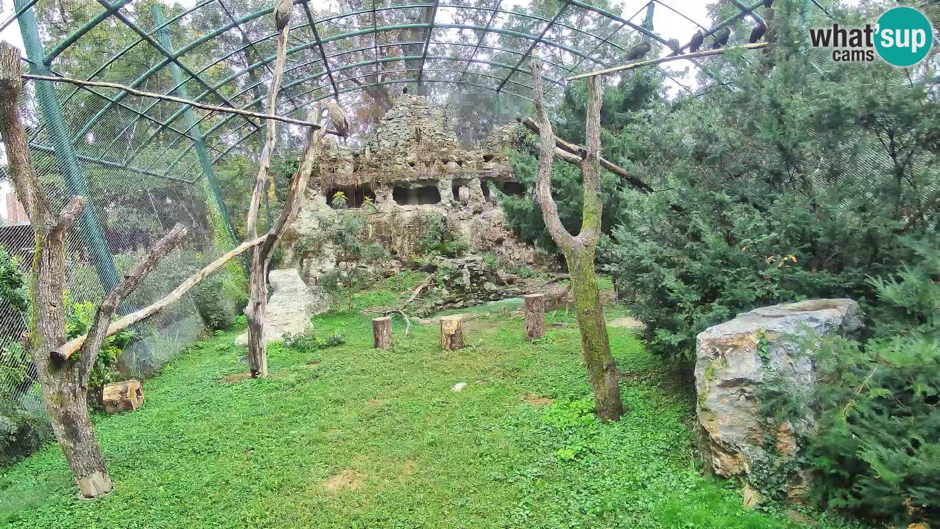 Webcam Buitre Leonado – Zoo de Zagreb en directo