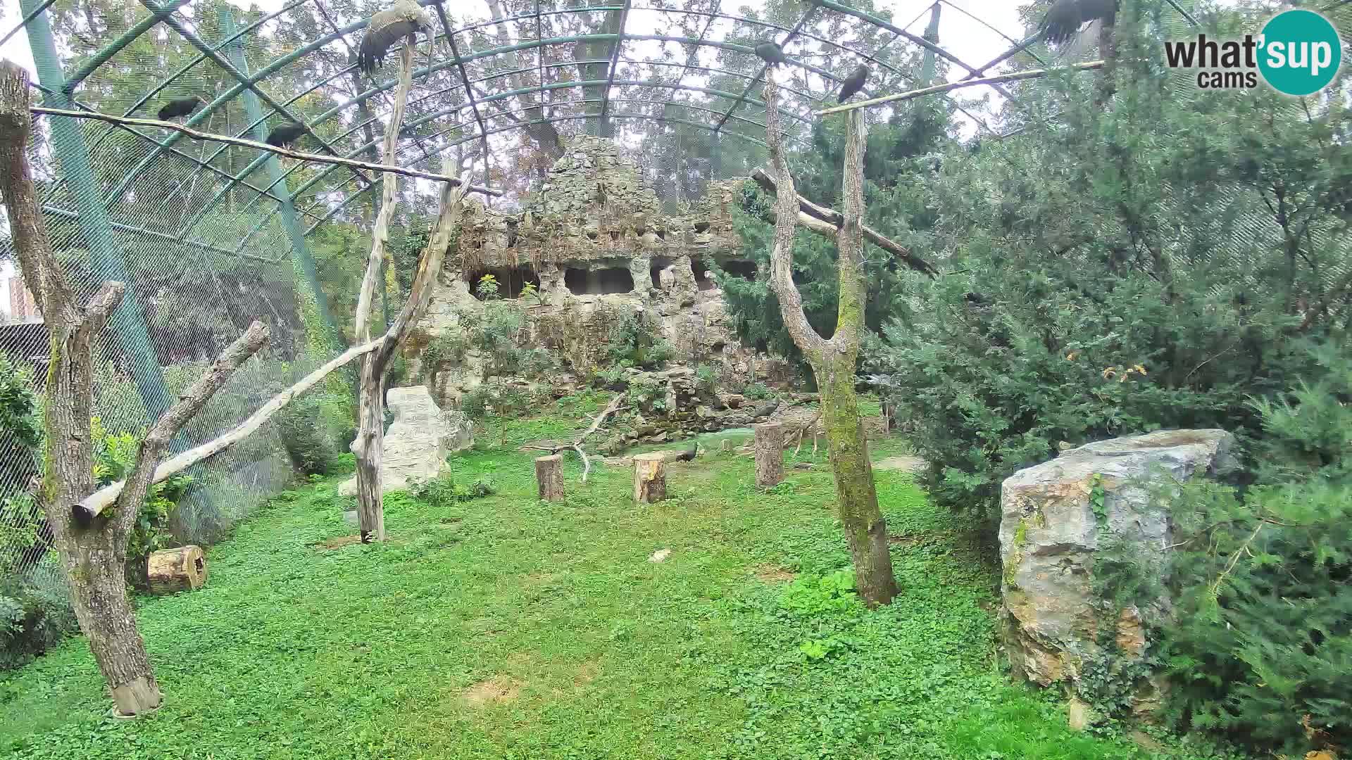 Gyps Webcam – Zagreb Zoo Live