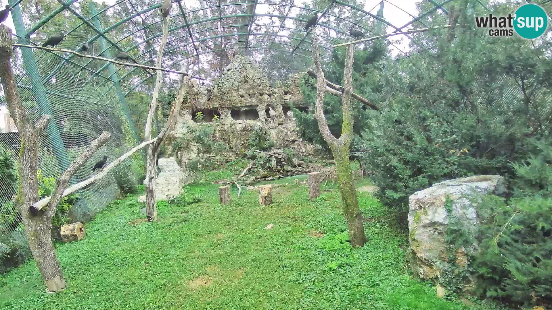Webcam Vautour fauve – Zoo de Zagreb en direct