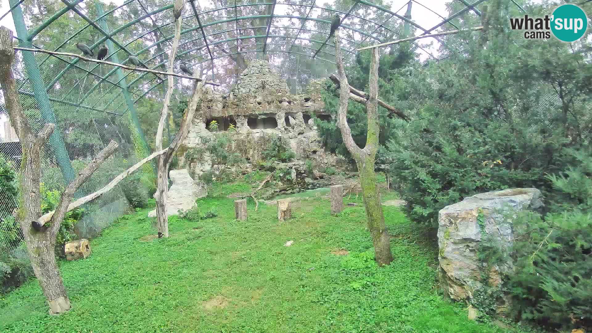 Webcam Vautour fauve – Zoo de Zagreb en direct