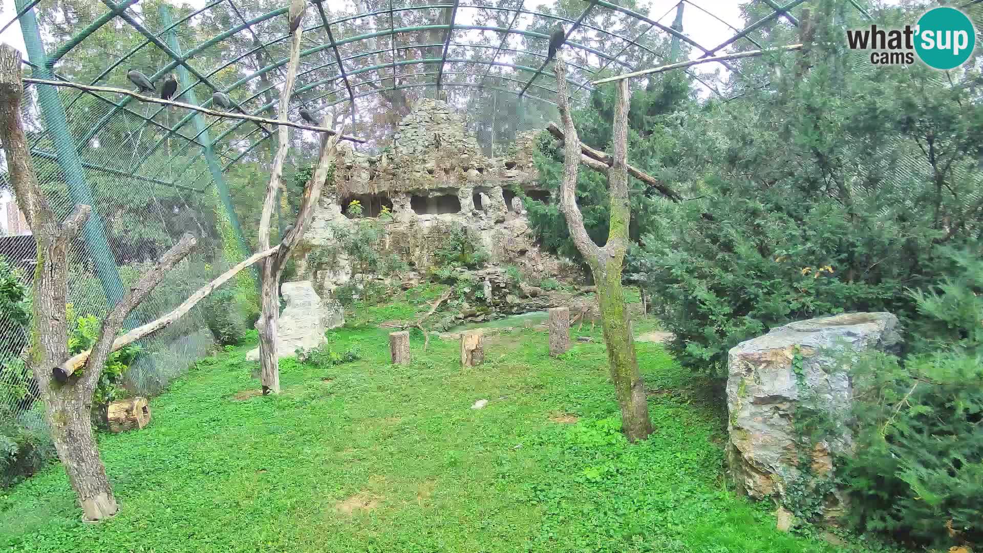 Webcam Vautour fauve – Zoo de Zagreb en direct