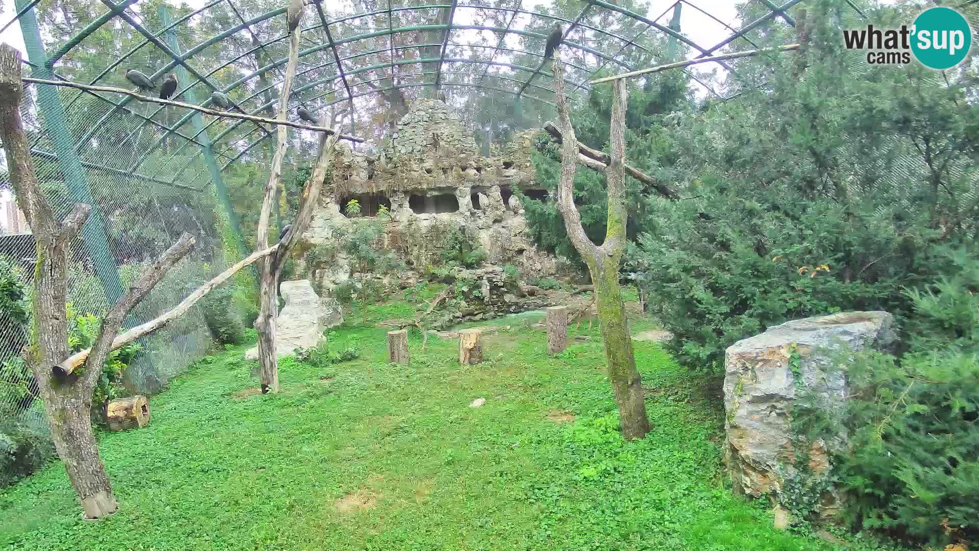 Webcam Vautour fauve – Zoo de Zagreb en direct