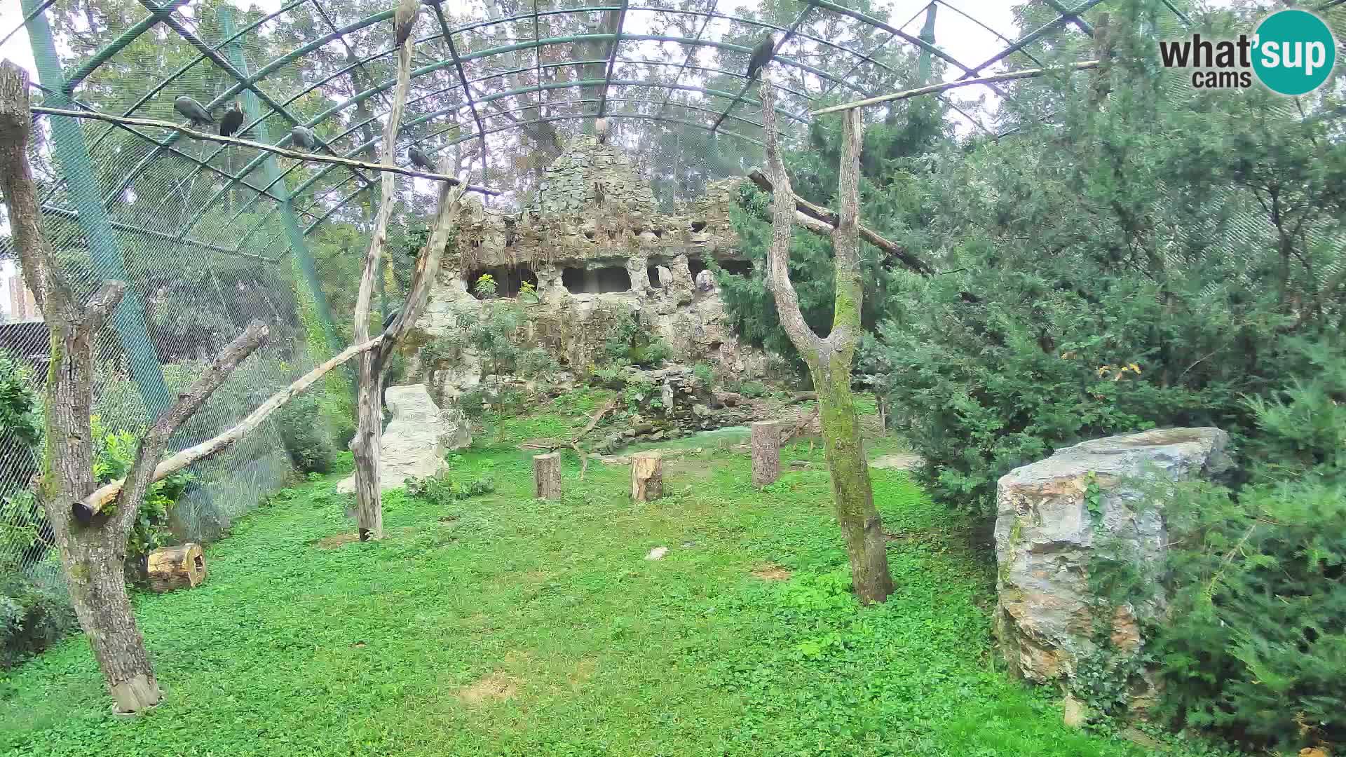 Webcam Buitre Leonado – Zoo de Zagreb en directo