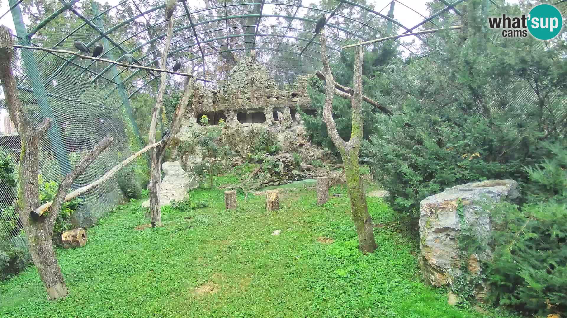 Gyps Webcam – Live aus dem Zoo Zagreb