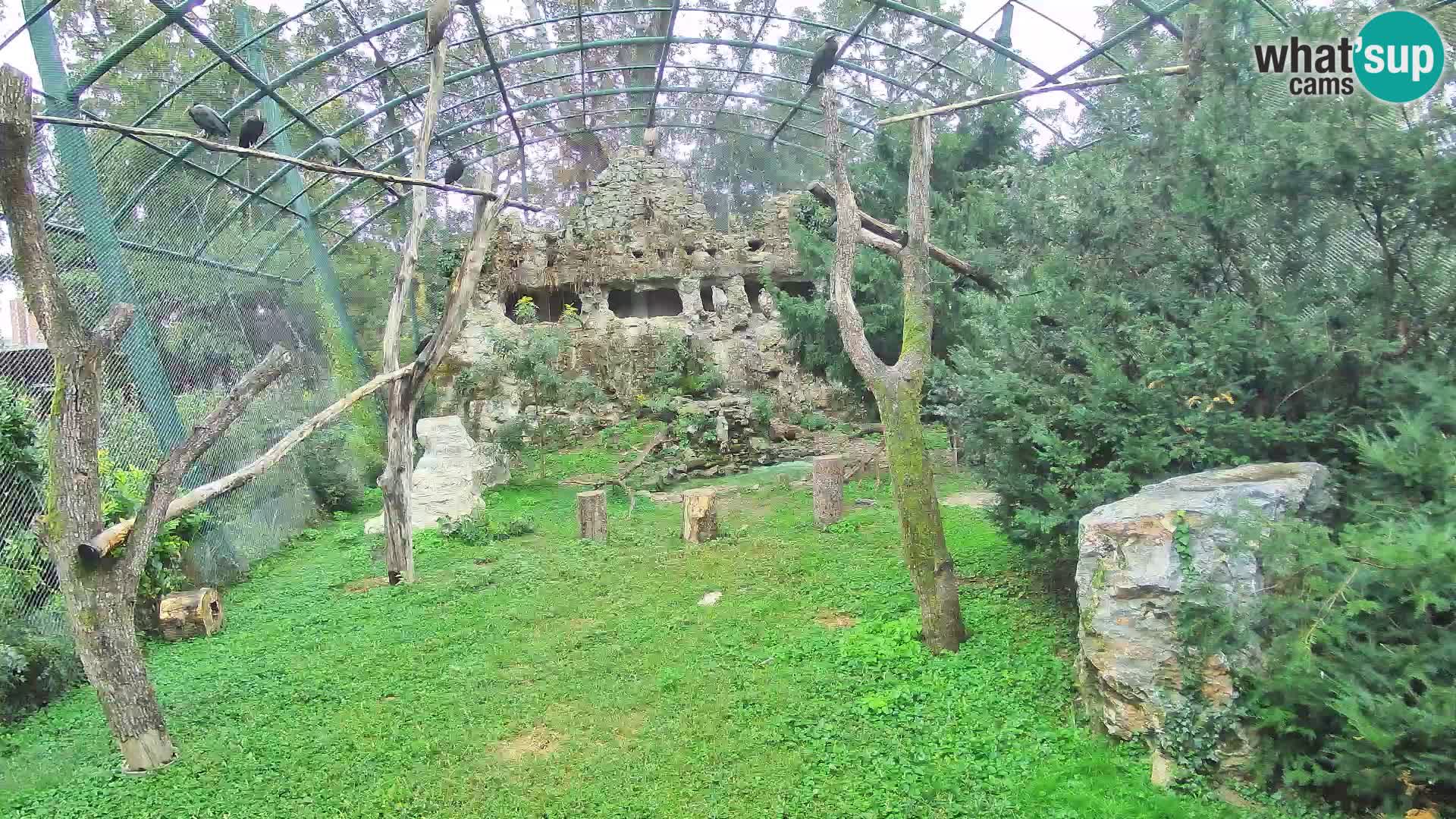 Webcam Buitre Leonado – Zoo de Zagreb en directo