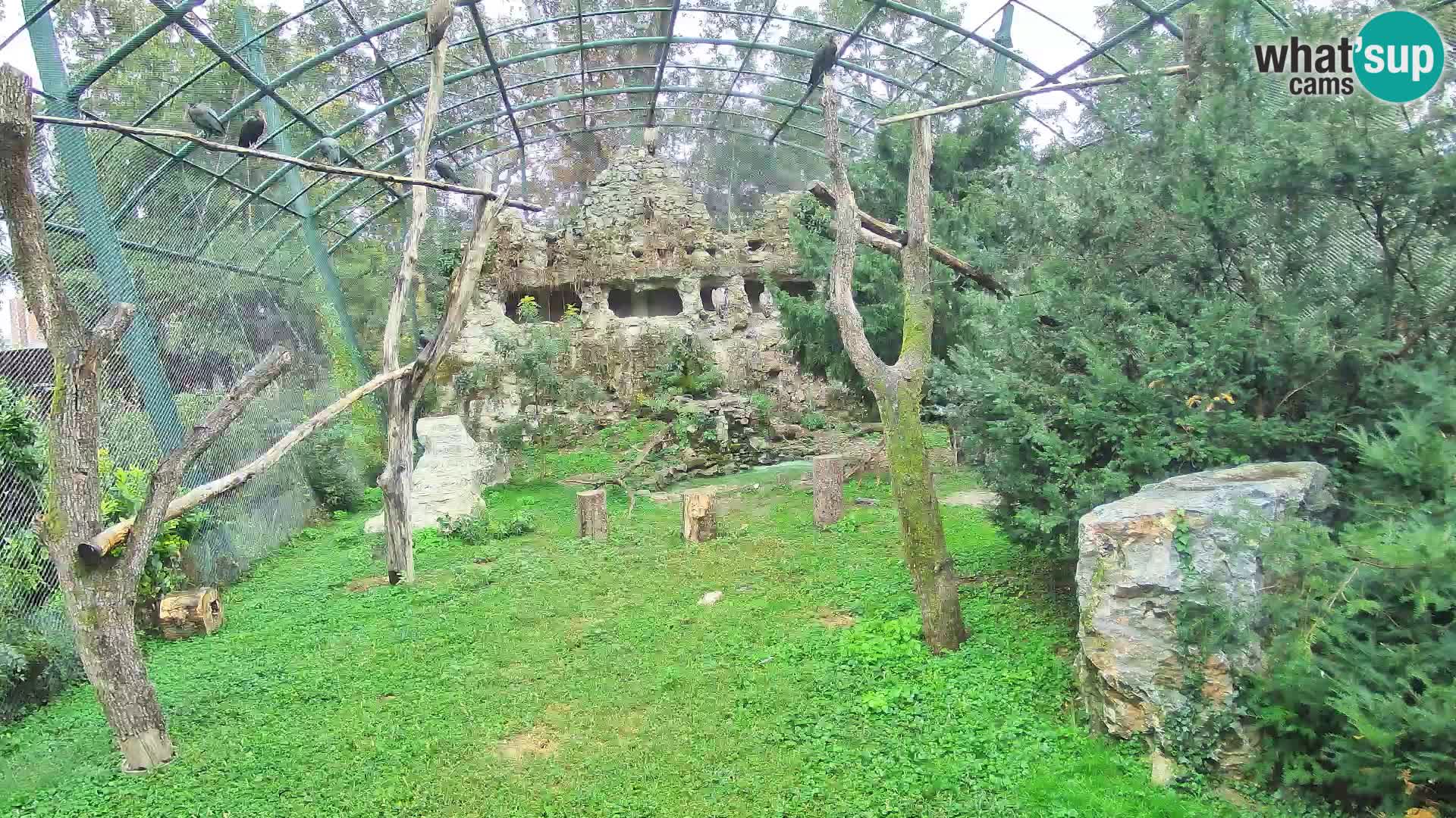 Webcam Buitre Leonado – Zoo de Zagreb en directo