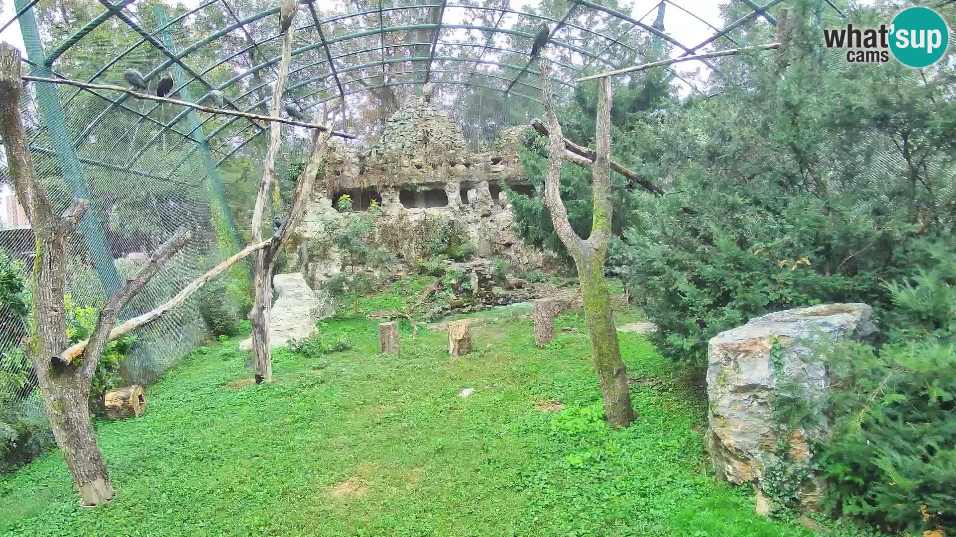 Gyps Webcam – Zagreb Zoo Live