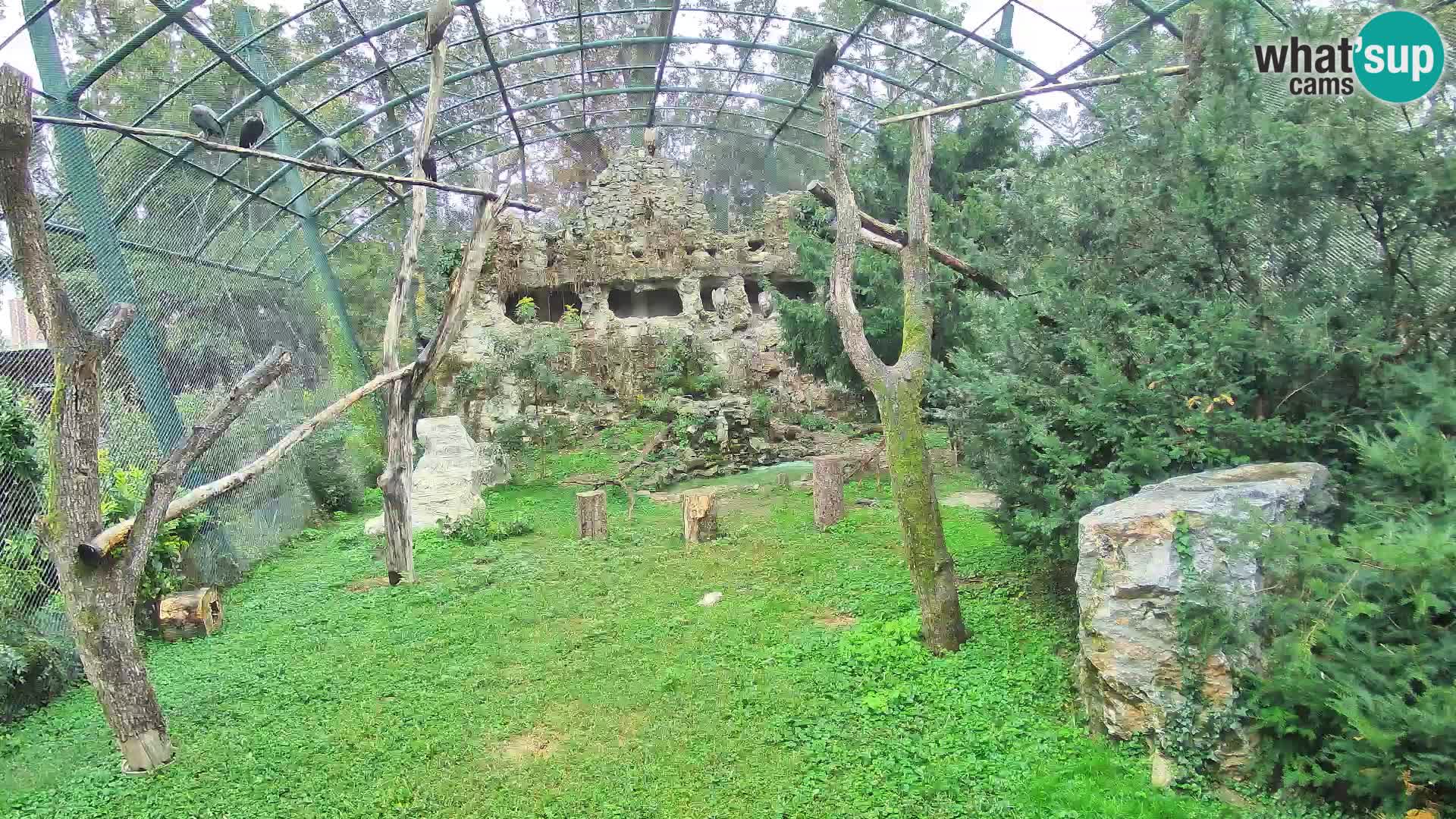Gyps Webcam – Live aus dem Zoo Zagreb