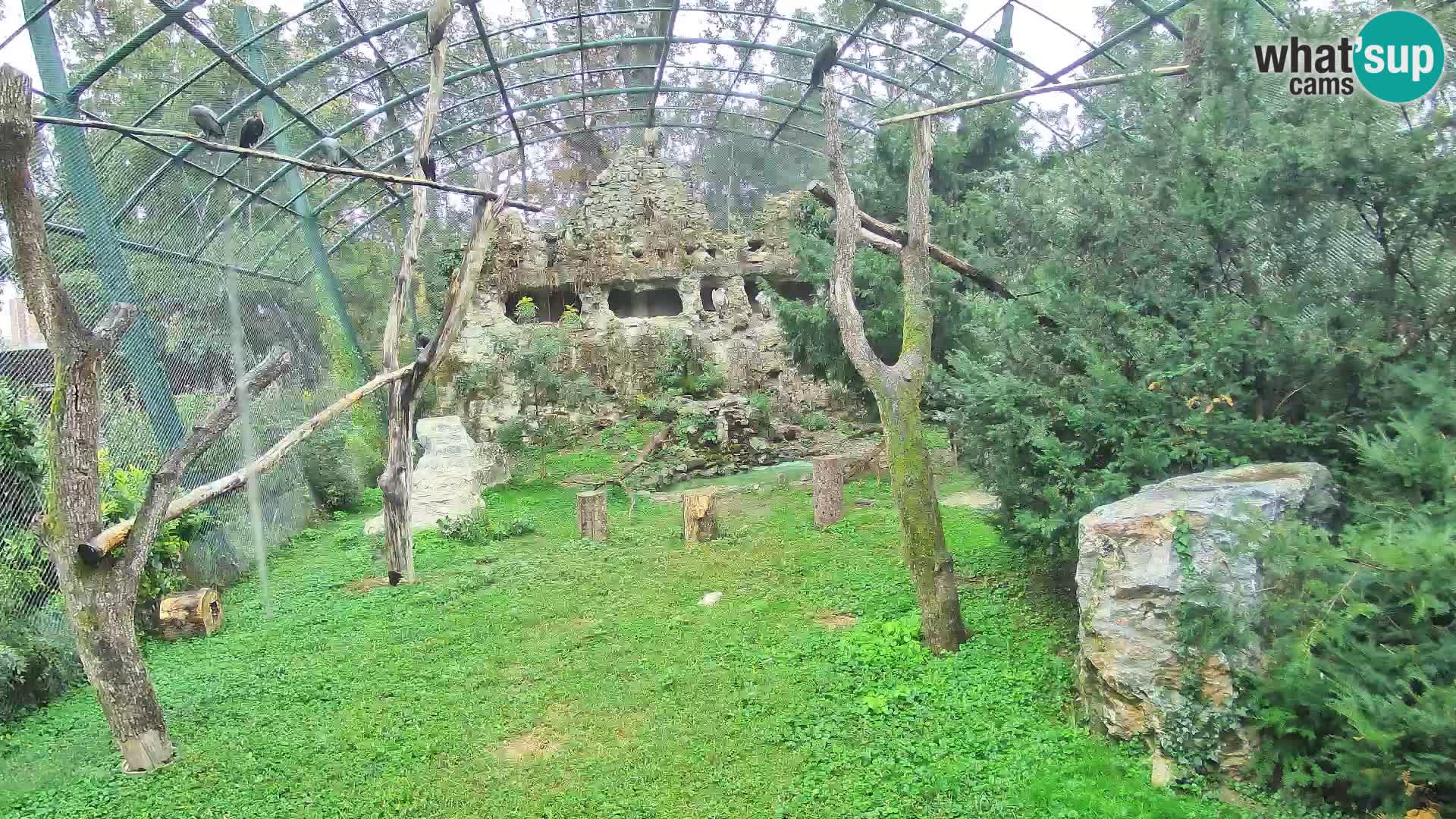 Gyps Webcam – Zagreb Zoo Live