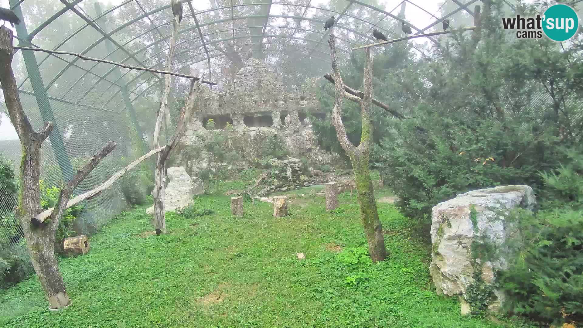 Gyps Webcam – Zagreb Zoo Live