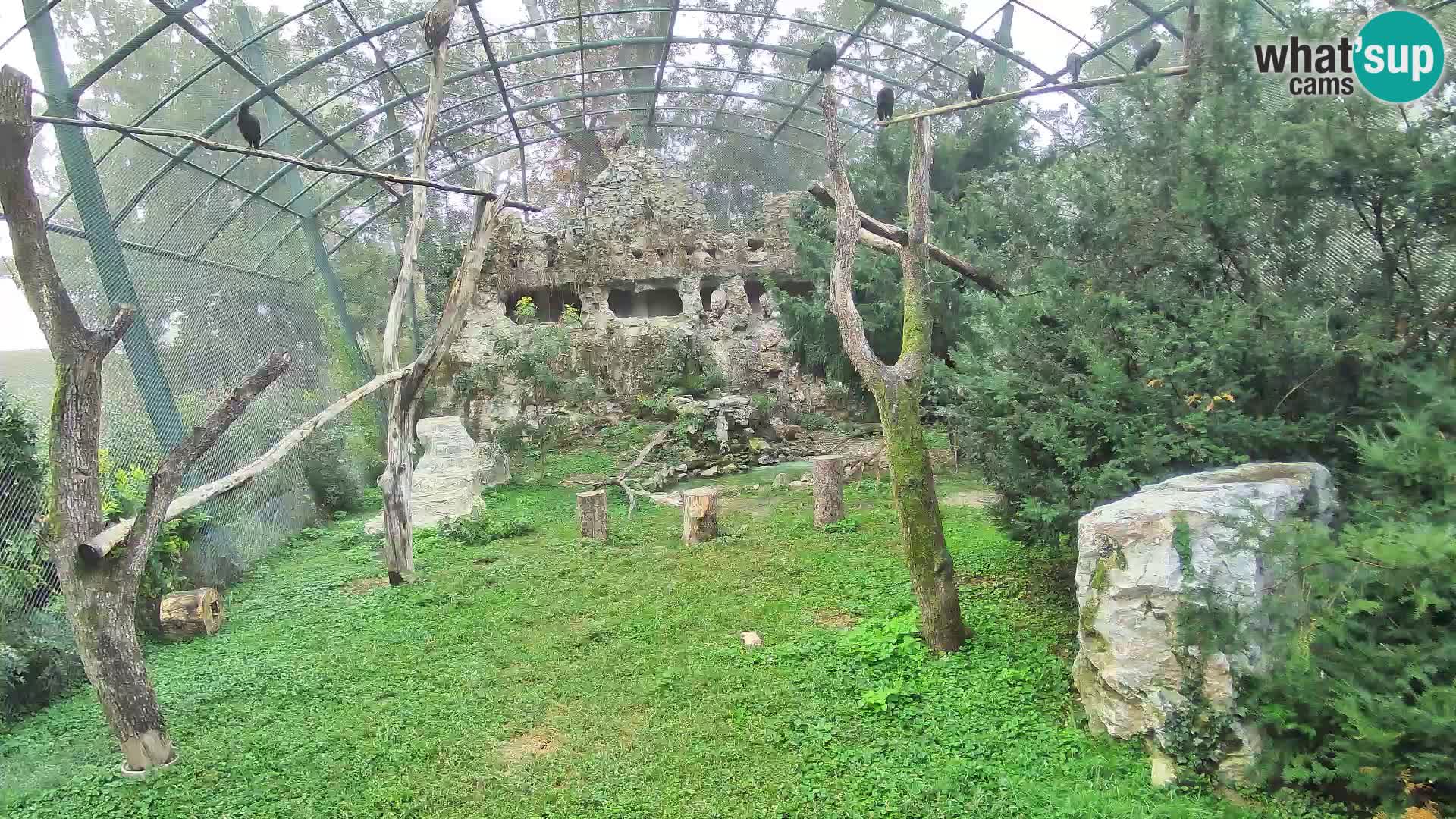 Gyps Webcam – Zagreb Zoo Live