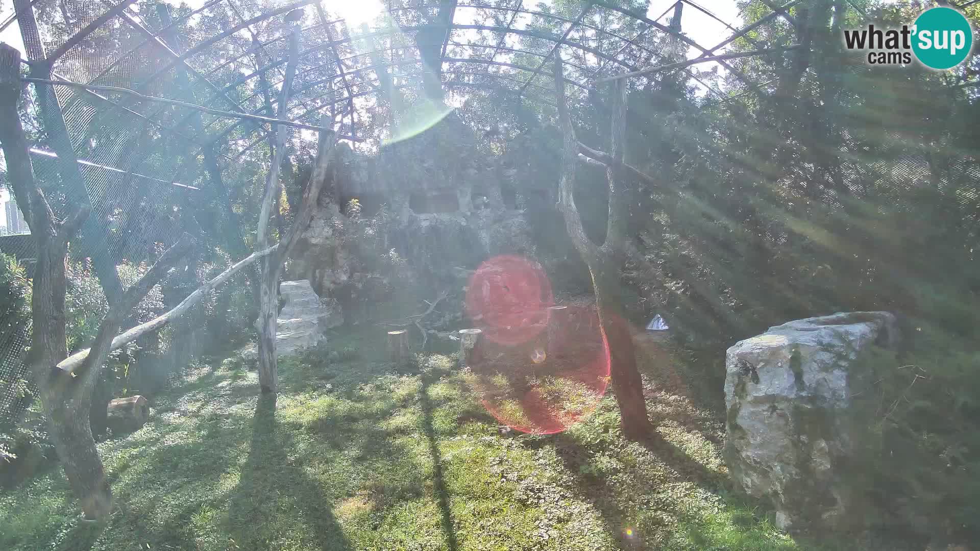 Gyps Webcam – Zagreb Zoo Live