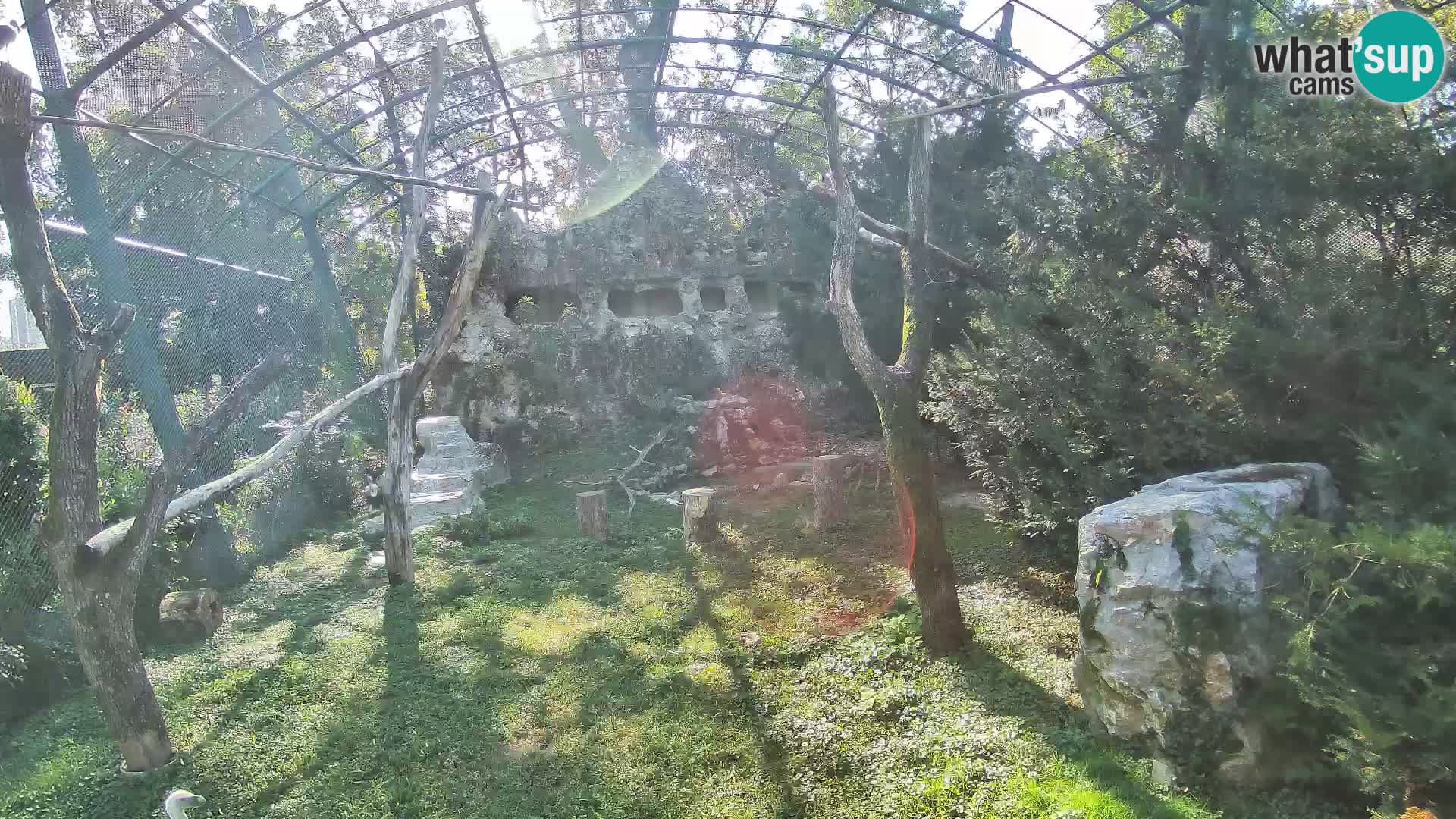 Gyps Webcam – Live aus dem Zoo Zagreb