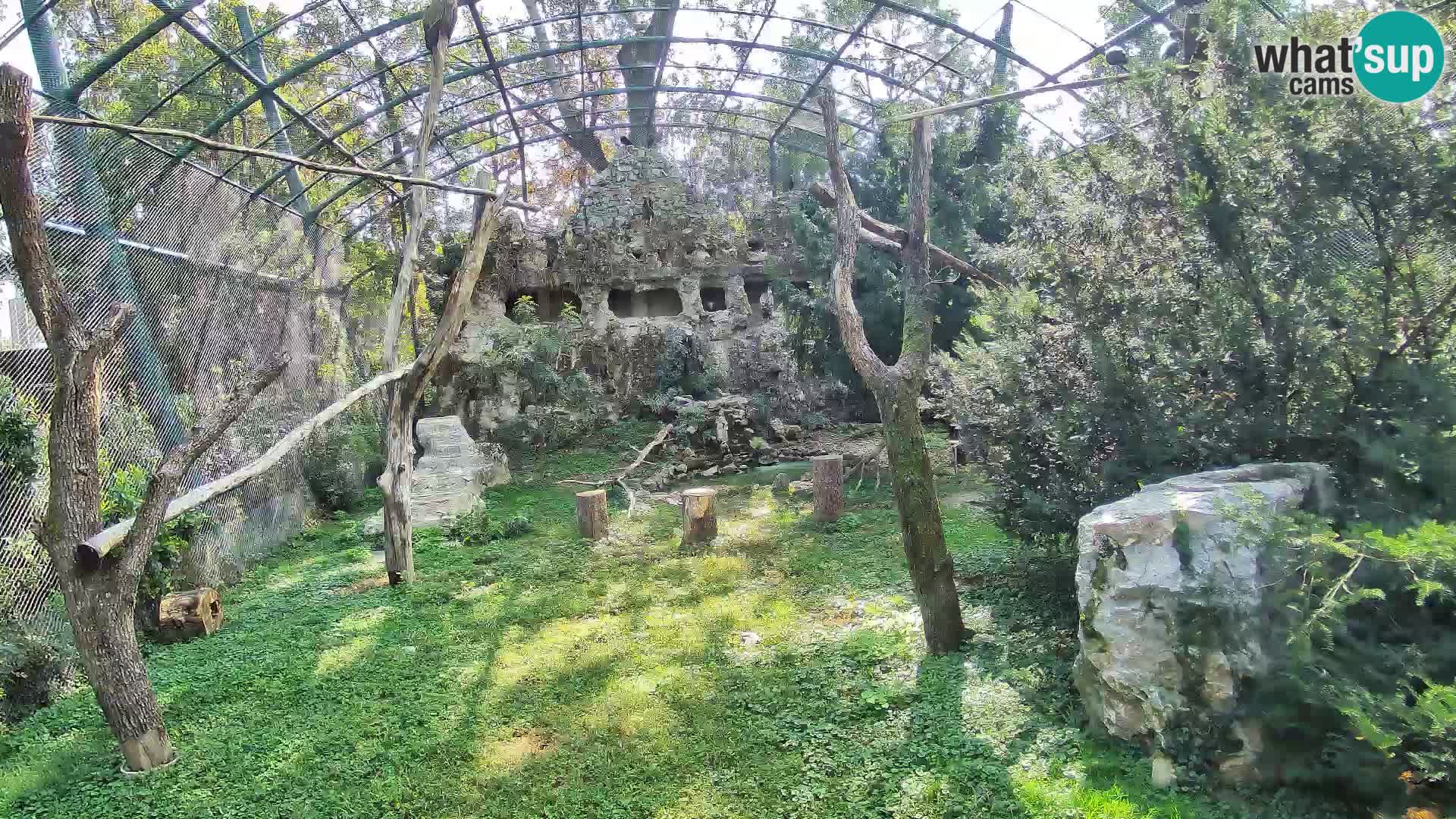 Gyps Webcam – Zagreb Zoo Live