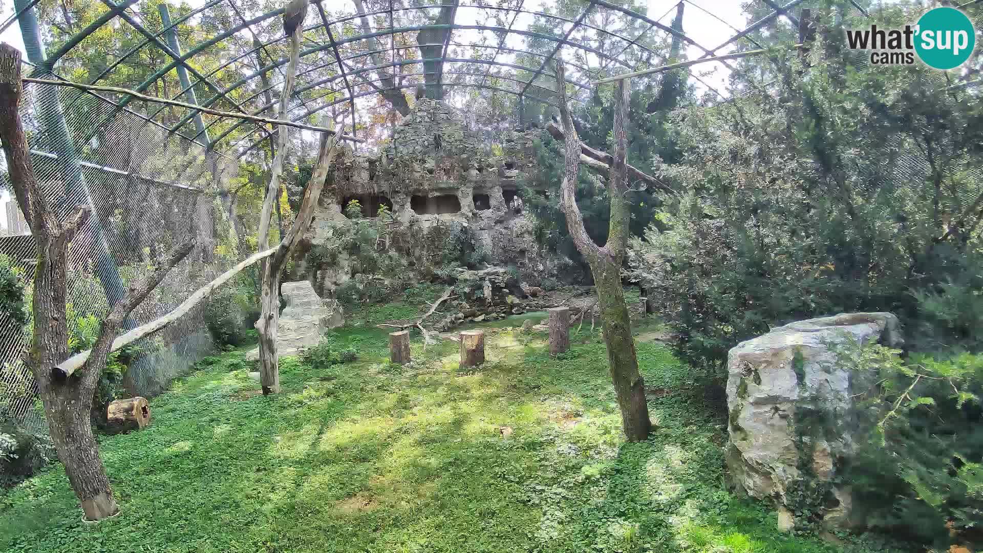 Webcam Buitre Leonado – Zoo de Zagreb en directo
