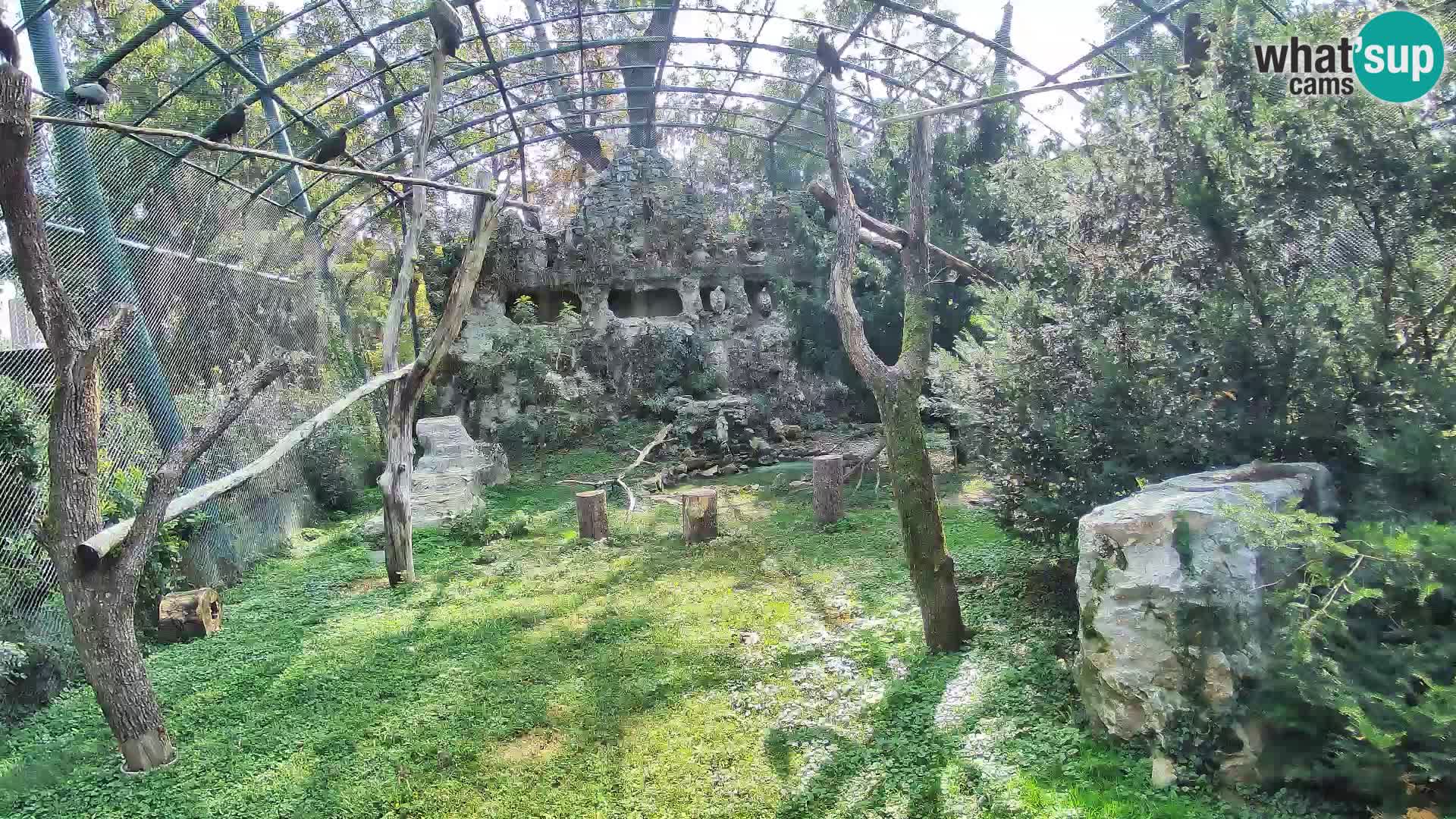 Gyps Webcam – Zagreb Zoo Live