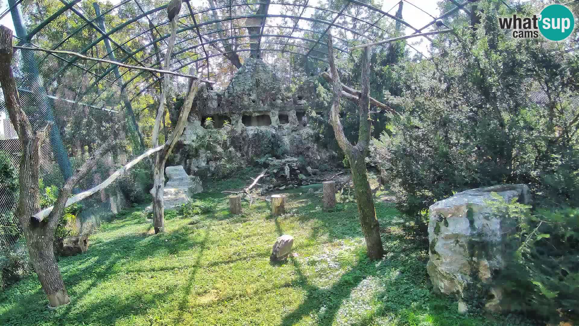 Gyps Webcam – Zagreb Zoo Live
