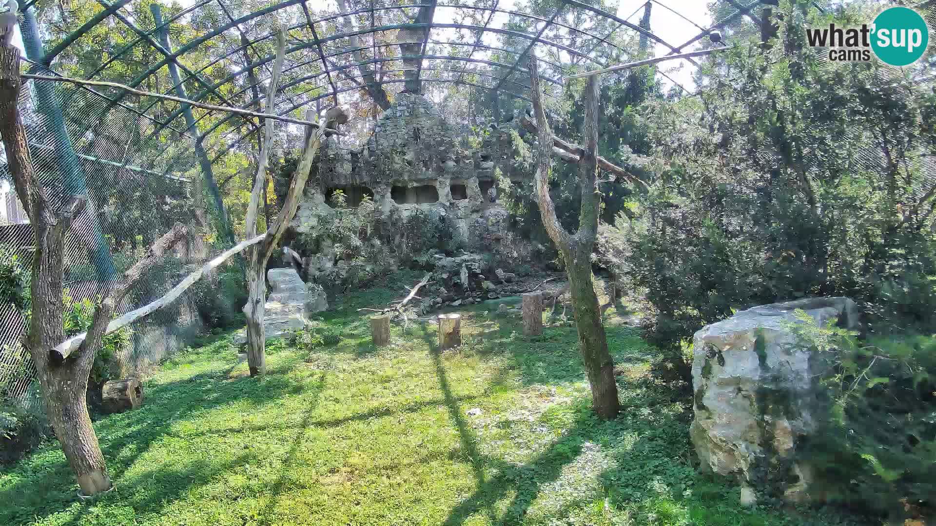 Webcam Grifone – Zoo di Zagabria in diretta