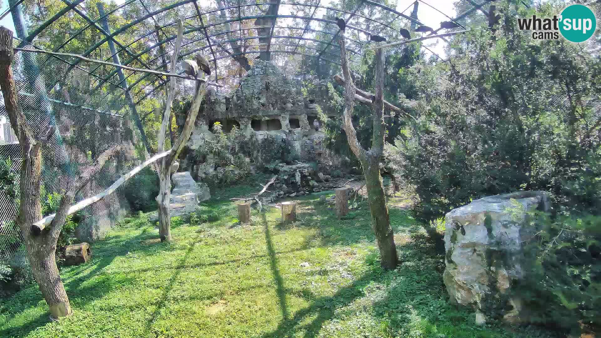 Gyps Webcam – Zagreb Zoo Live