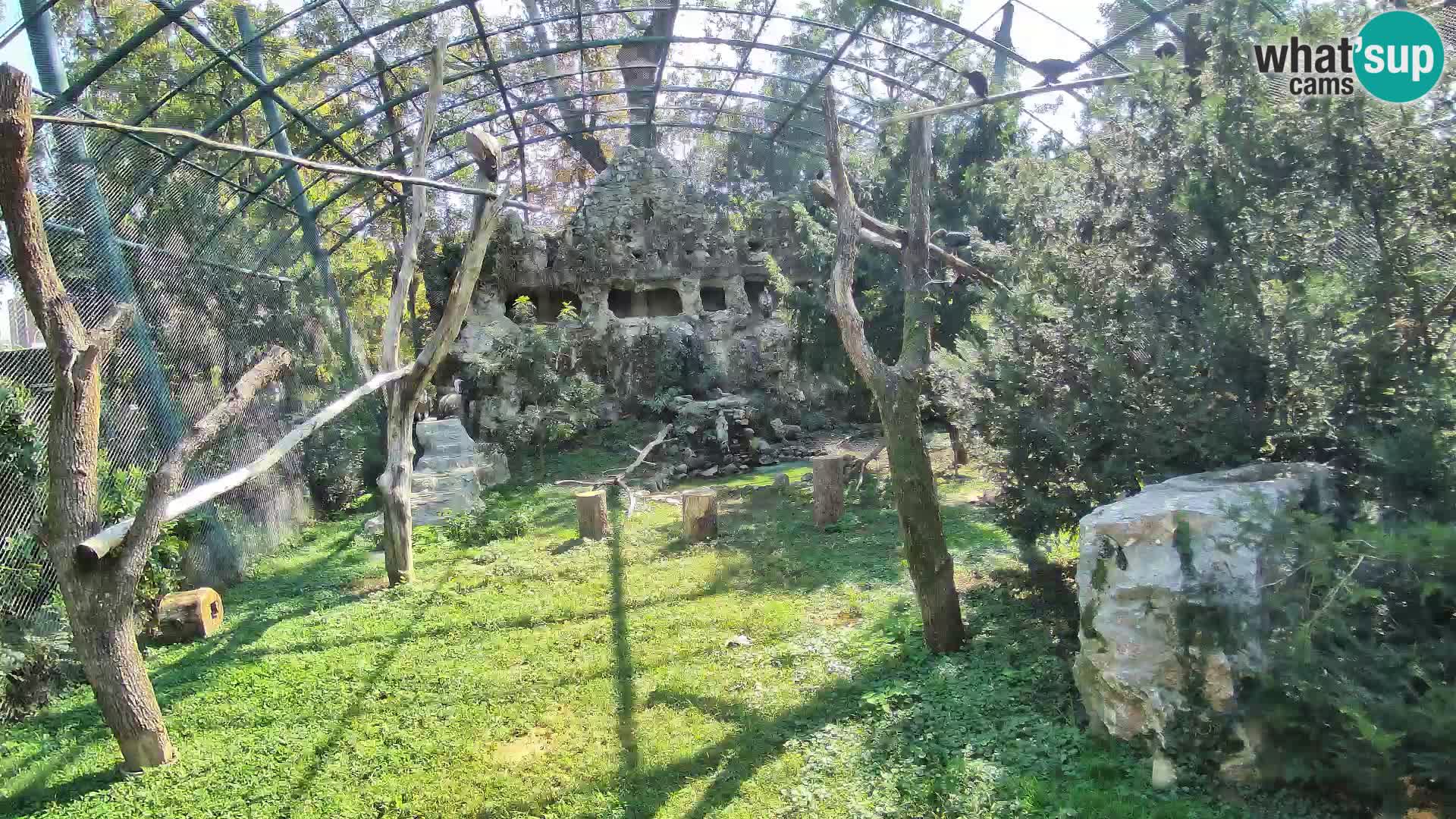 Webcam Vautour fauve – Zoo de Zagreb en direct