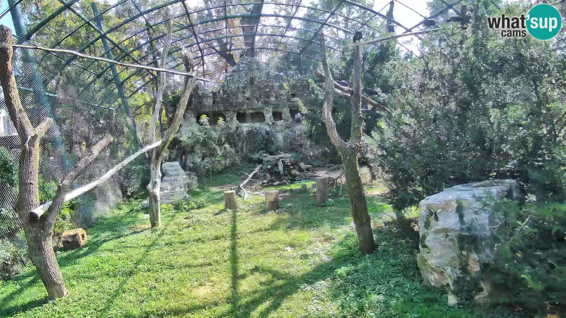 Gyps Webcam – Zagreb Zoo Live