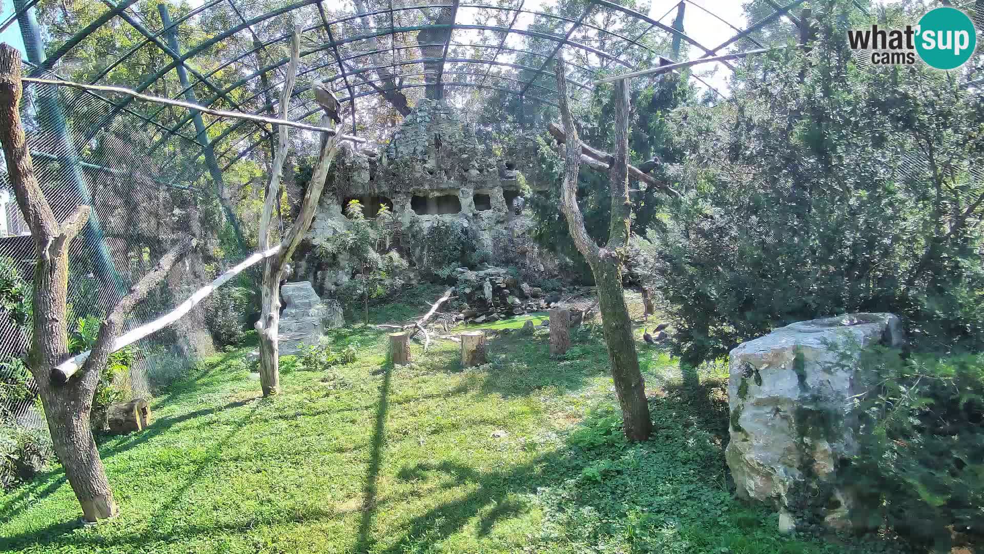 Webcam Vautour fauve – Zoo de Zagreb en direct