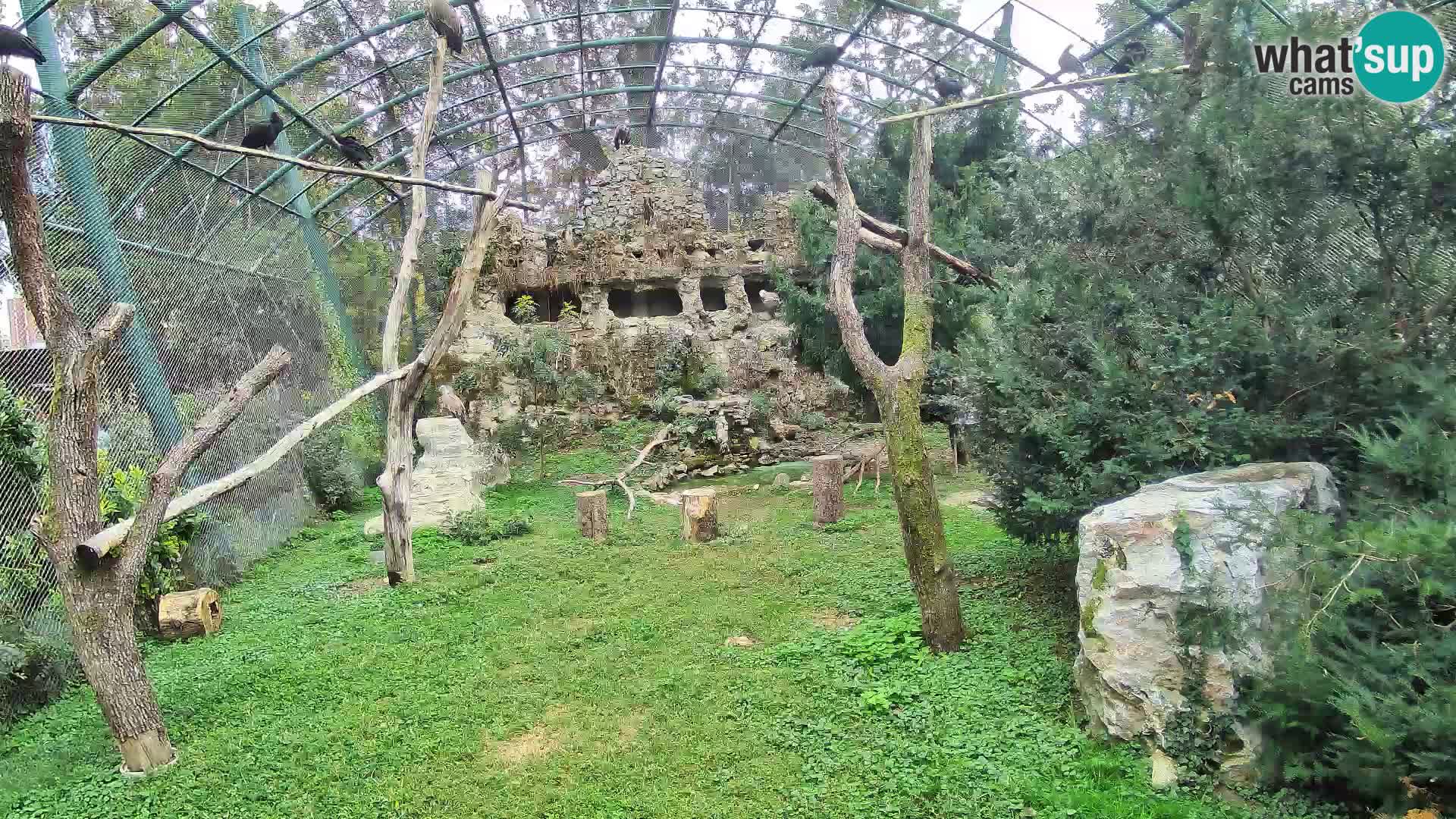 Gyps Webcam – Live aus dem Zoo Zagreb