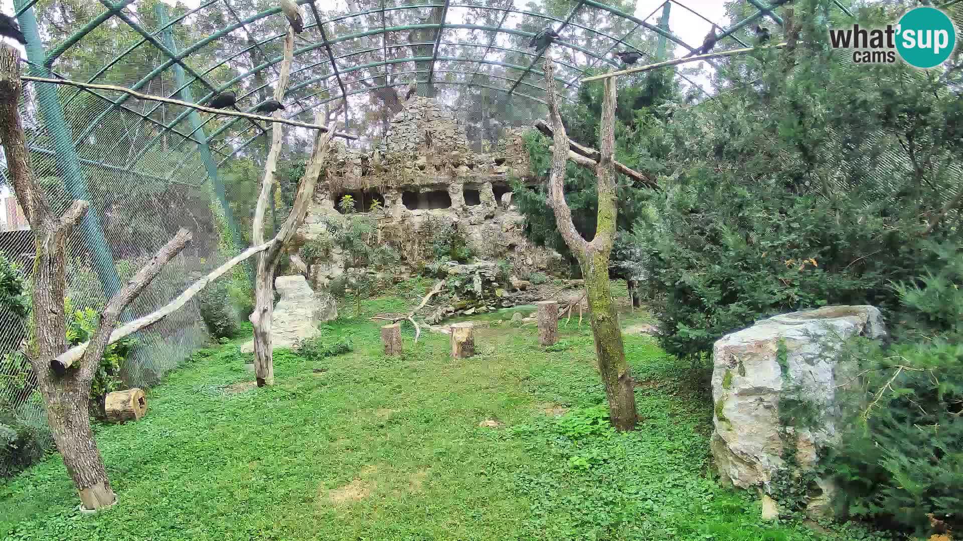 Gyps Webcam – Live aus dem Zoo Zagreb
