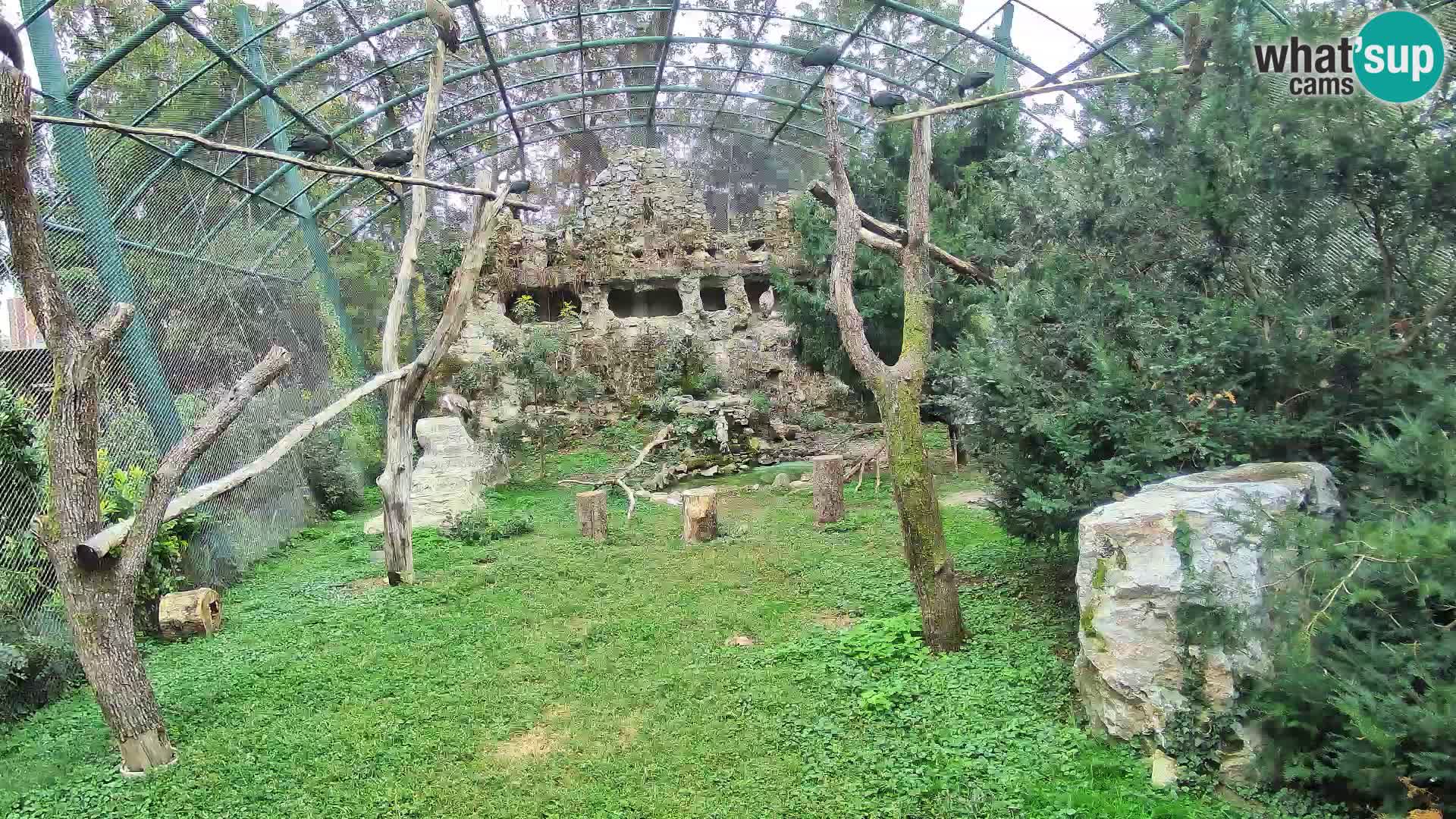Gyps Webcam – Live aus dem Zoo Zagreb