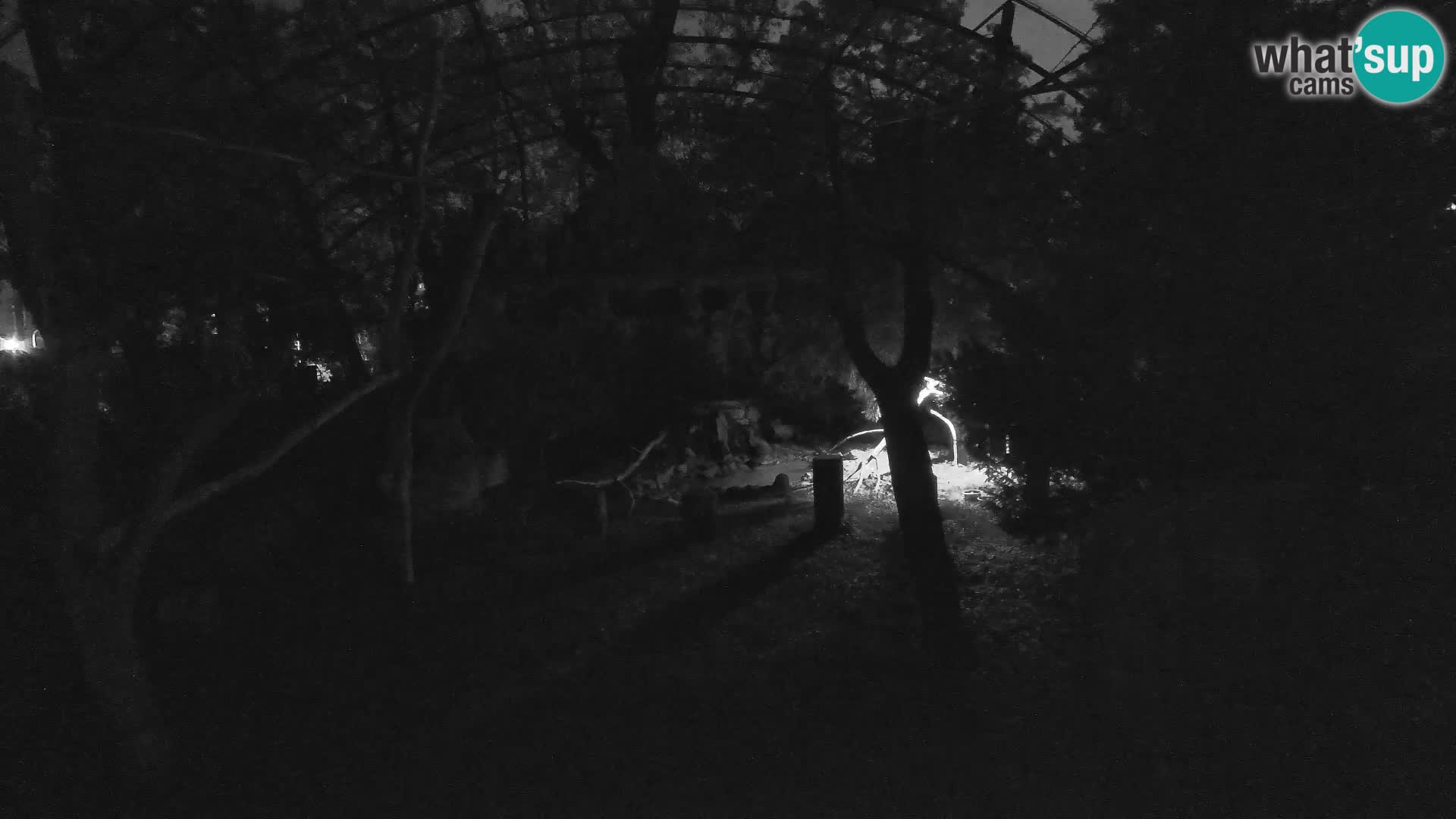 Gyps Webcam – Zagreb Zoo Live