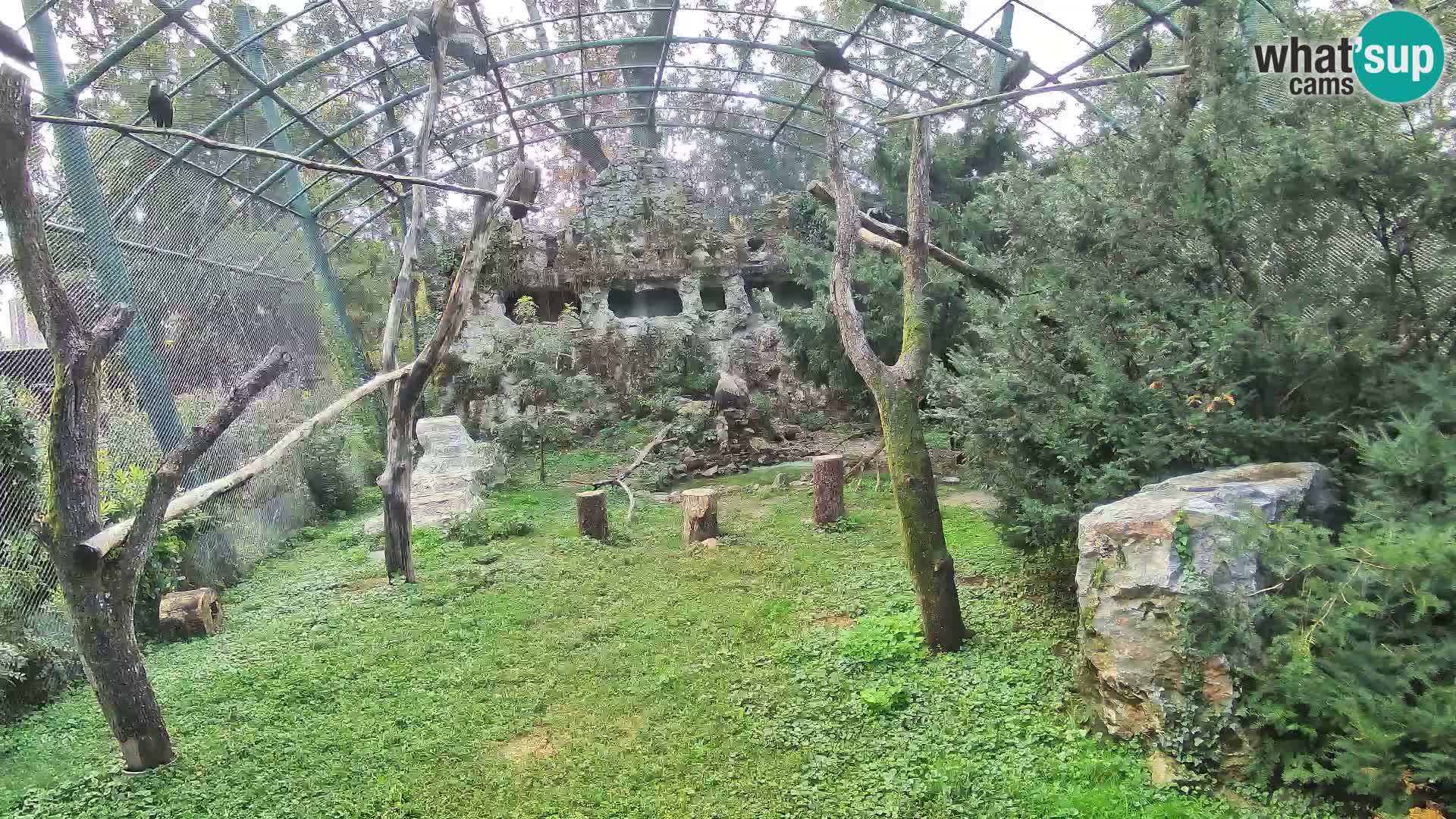 Gyps Webcam – Zagreb Zoo Live