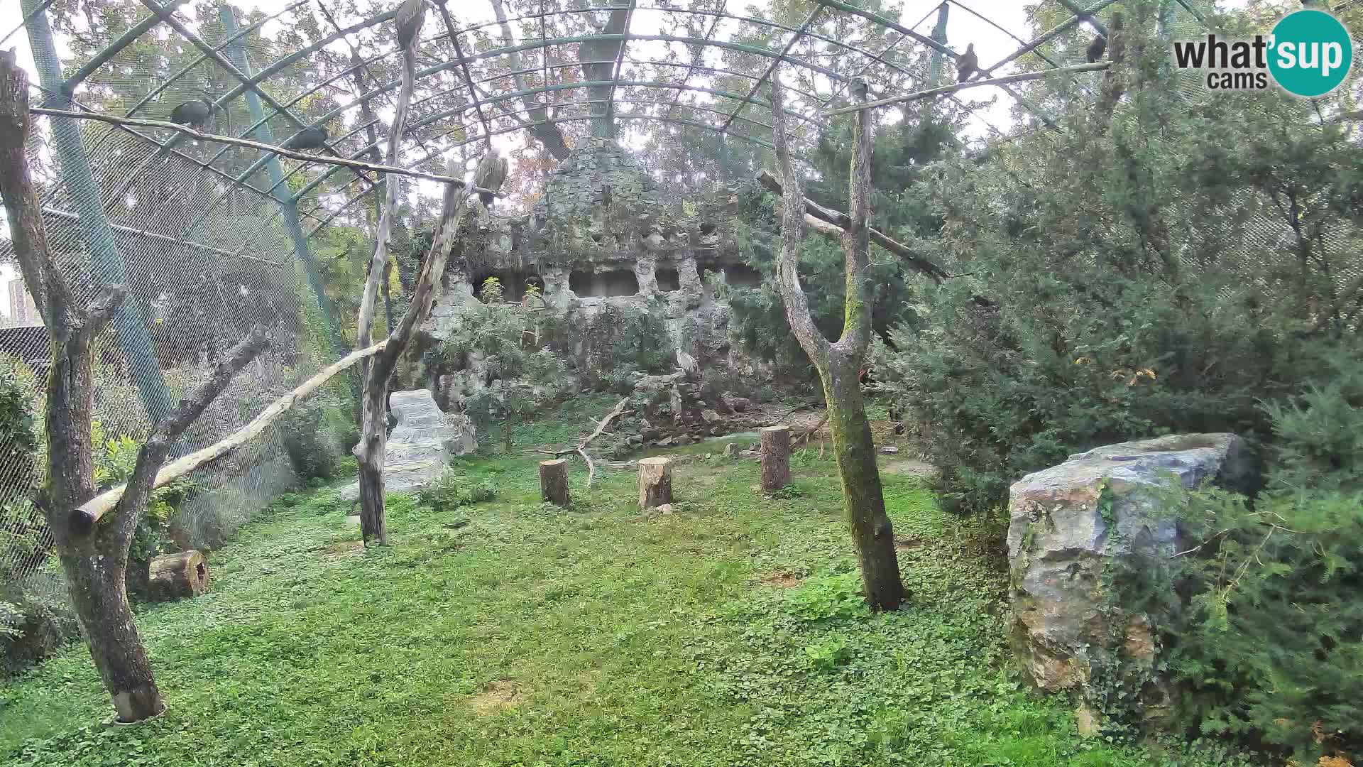 Gyps Webcam – Zagreb Zoo Live