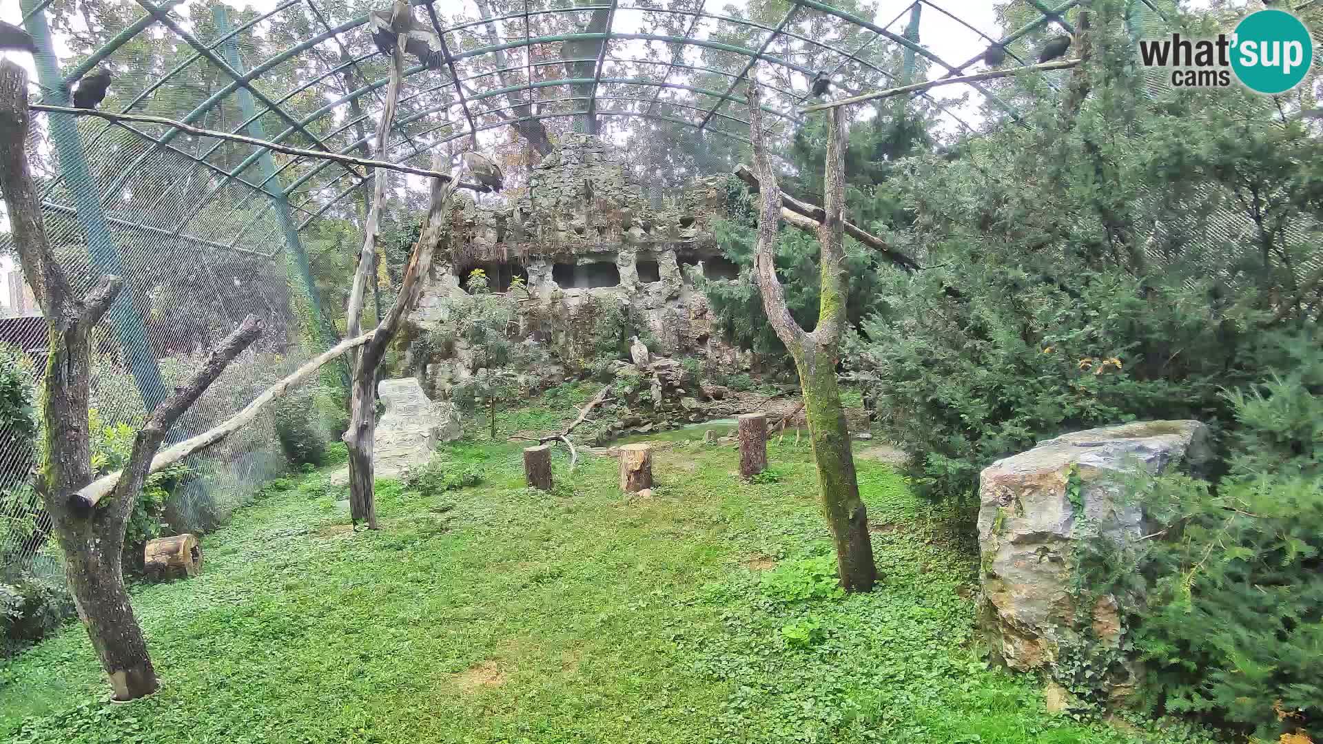 Gyps Webcam – Zagreb Zoo Live