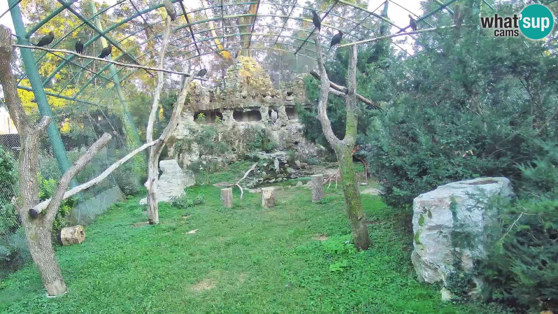 Gyps Webcam – Zagreb Zoo Live