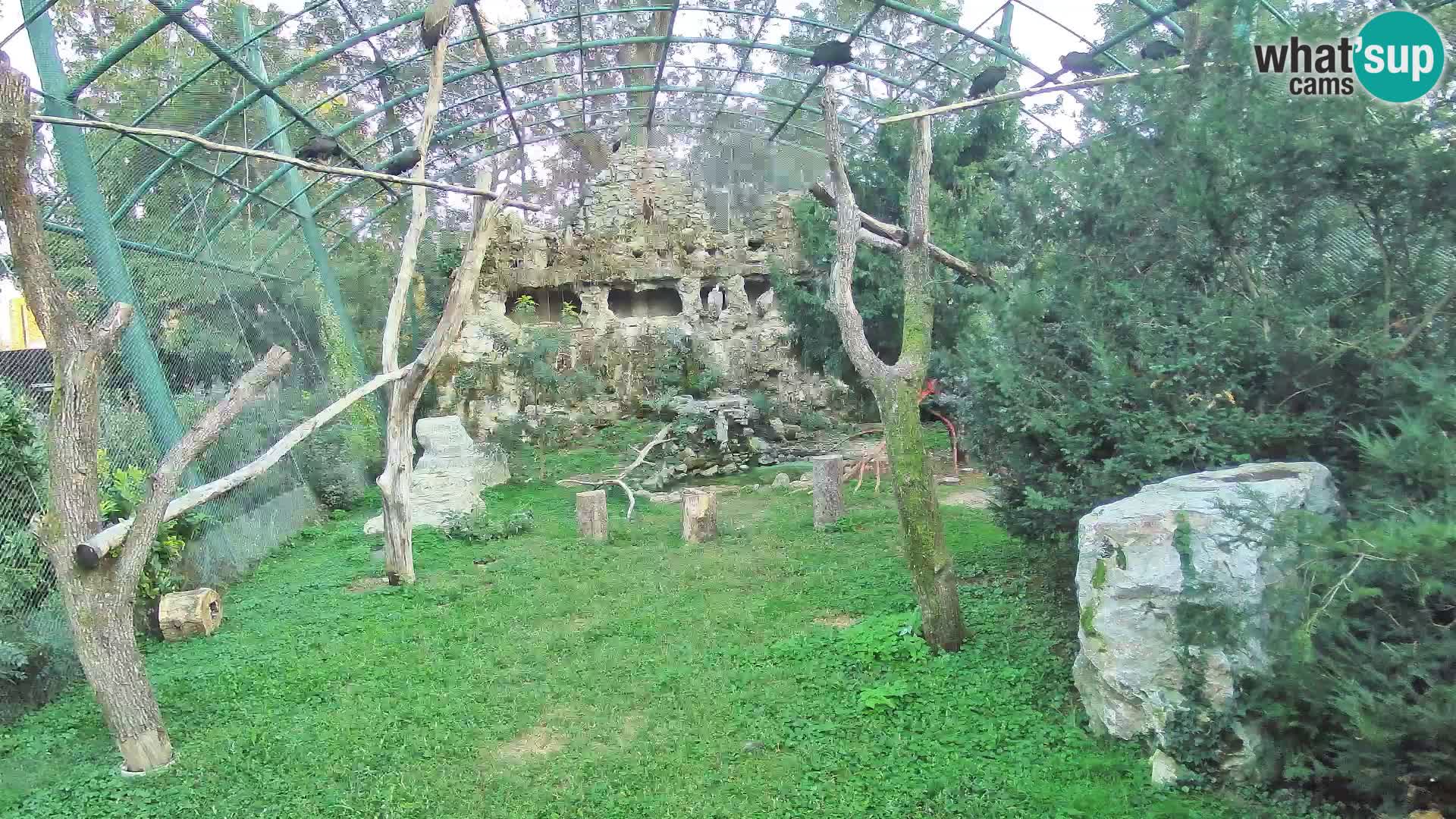 Gyps Webcam – Zagreb Zoo Live