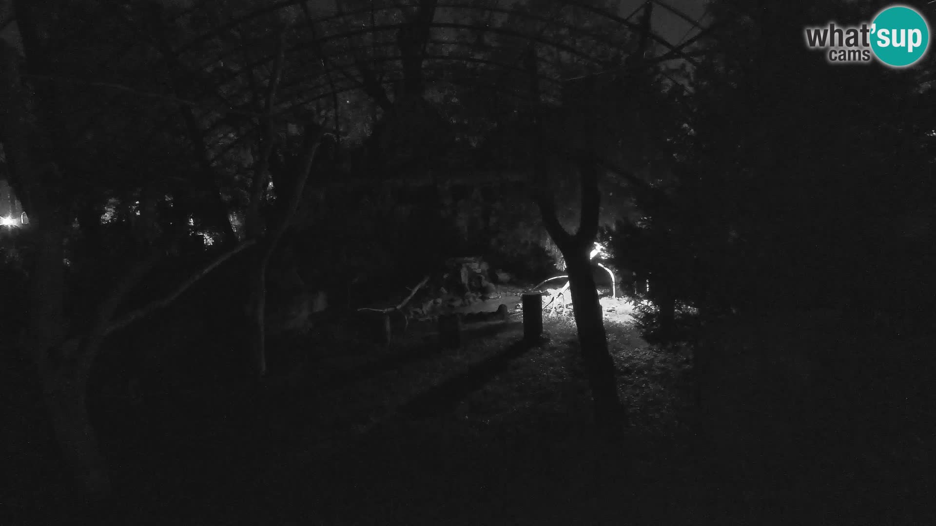 Webcam Vautour fauve – Zoo de Zagreb en direct