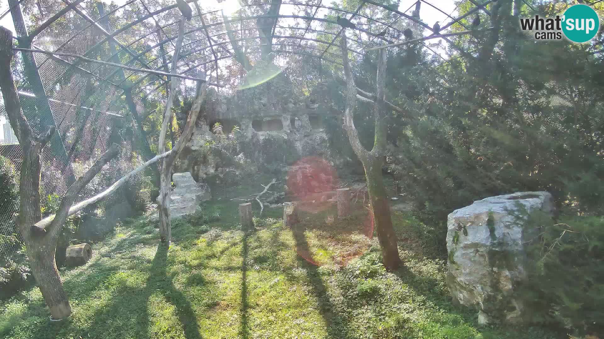 Gyps Webcam – Zagreb Zoo Live
